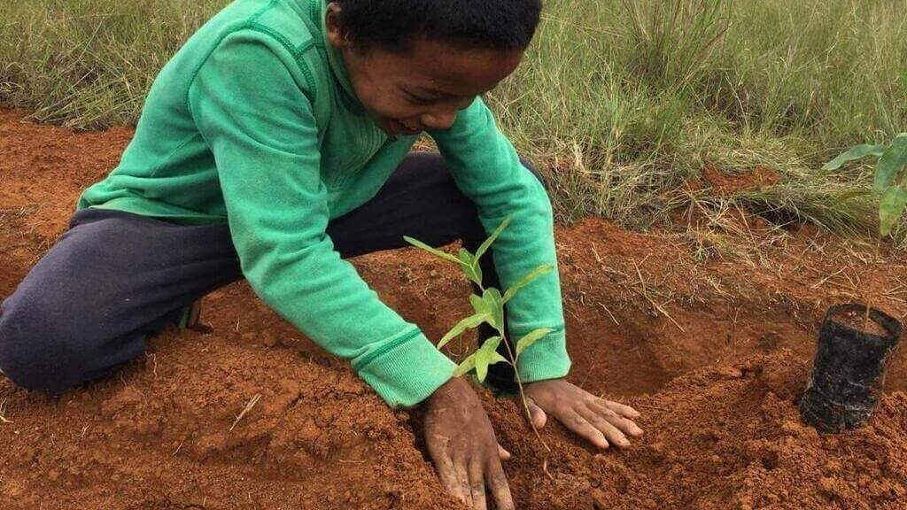 Rezé. 1 000 arbres plantés à Madagascar avec le Lémurien | Le Lémurien - Maison de Madagascar