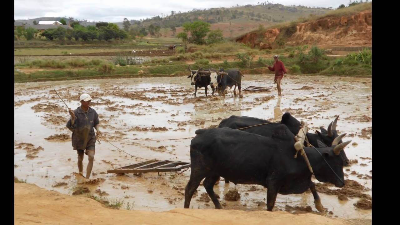 Collège St PAUL - Lycée Notre DAME Rezé - 10ans Partenariat Lémurien
