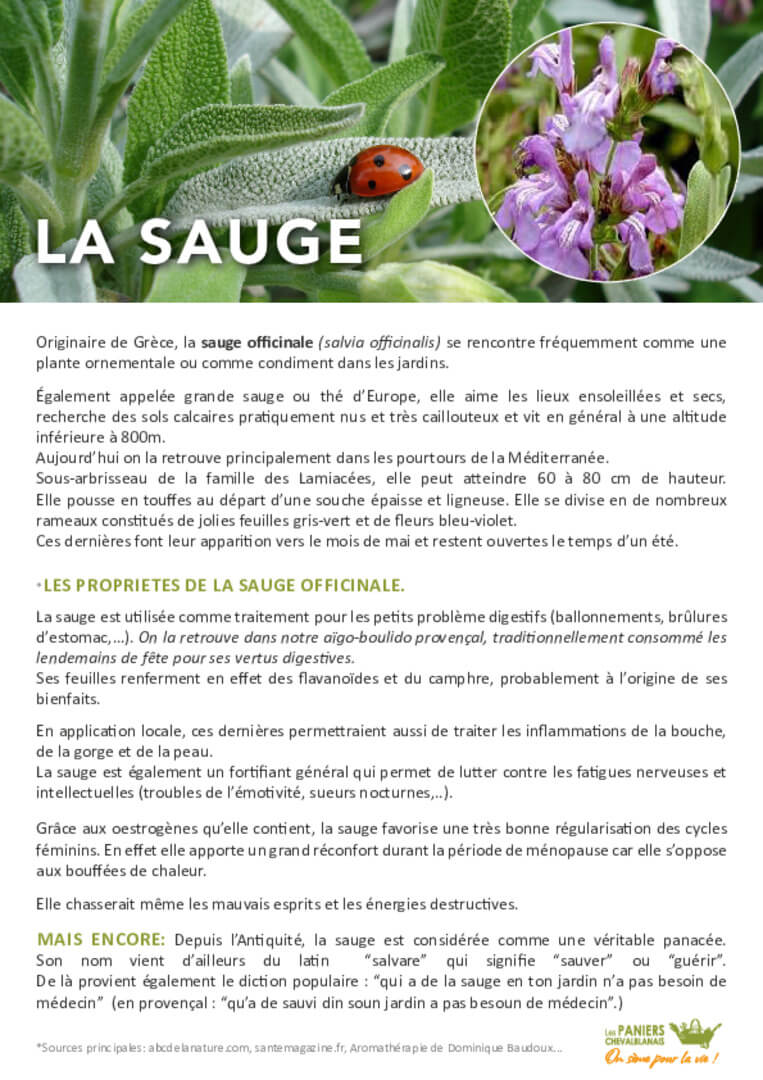 Fiche Sauge | AEQV