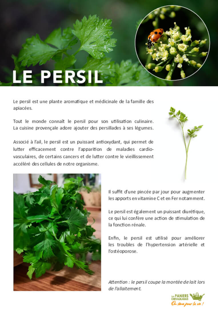 Fiche Persil | AEQV