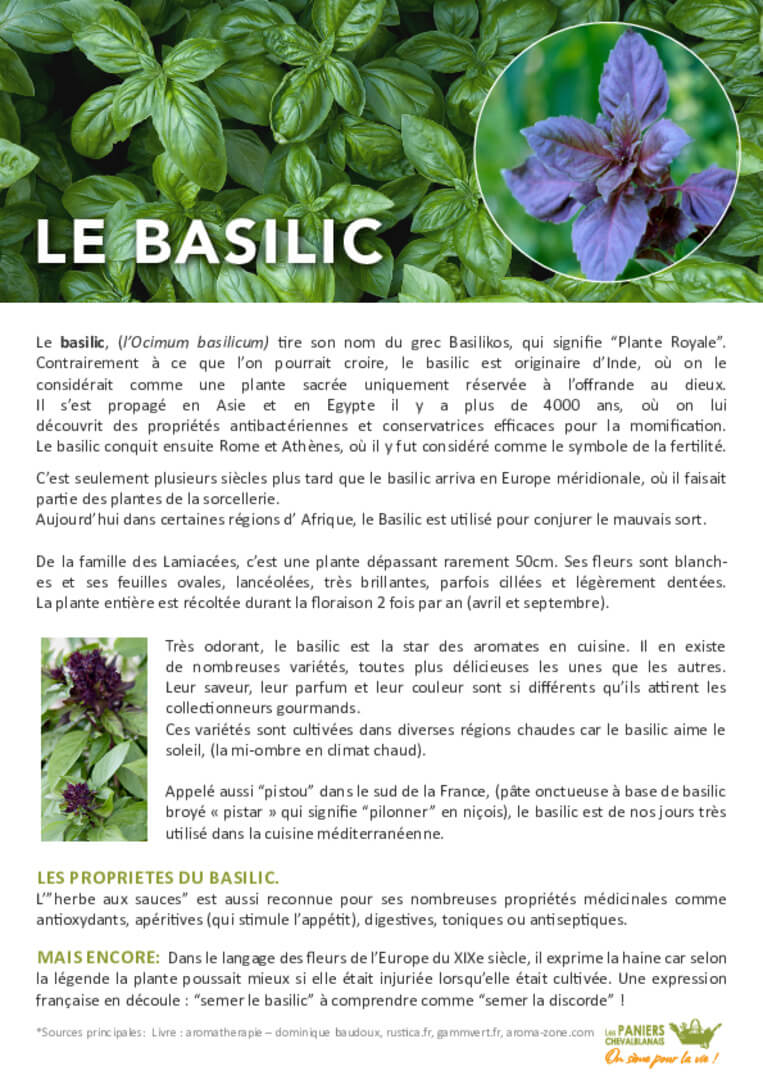 Fiche Basilic | AEQV