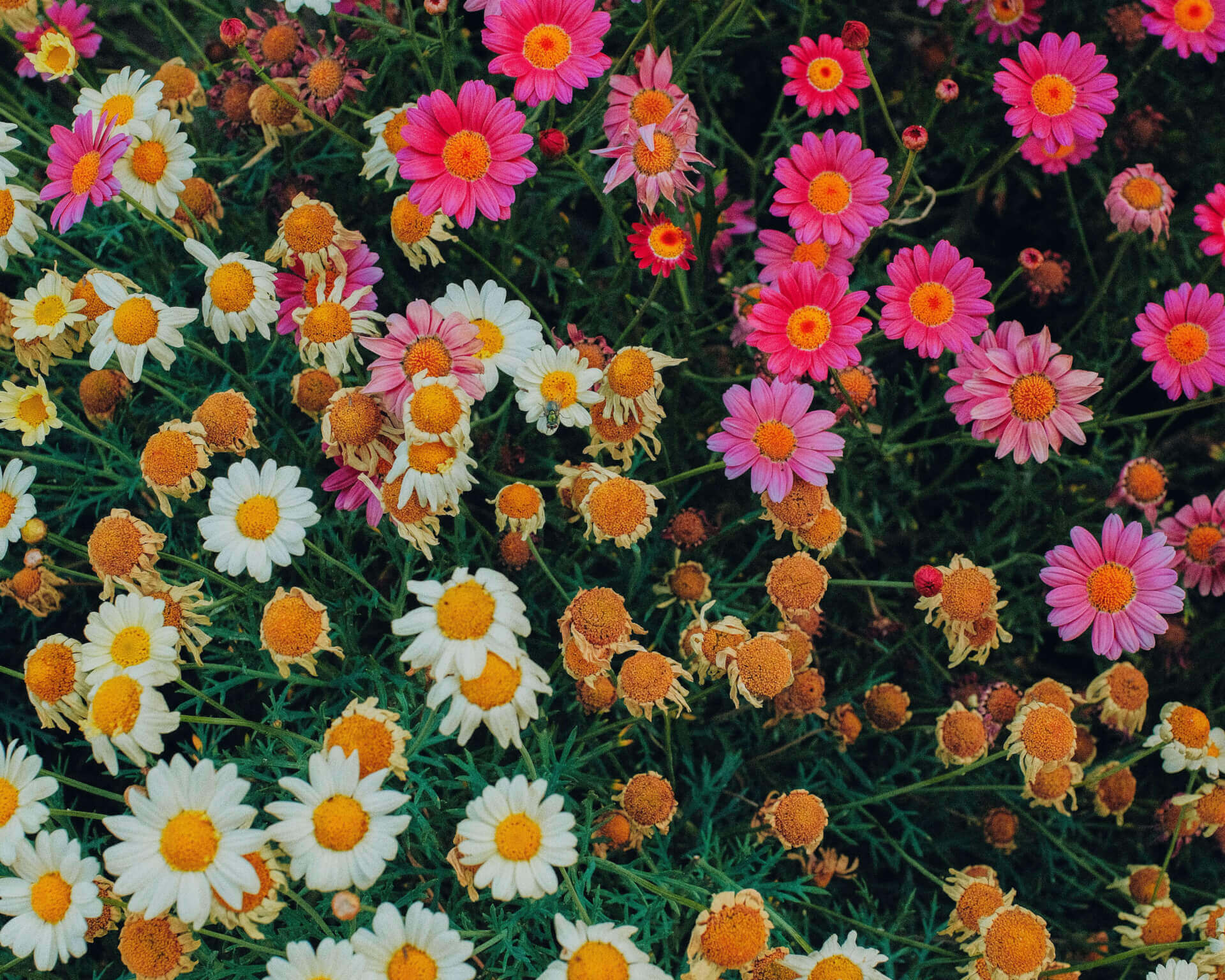 Skoazell Diwan Plougerne