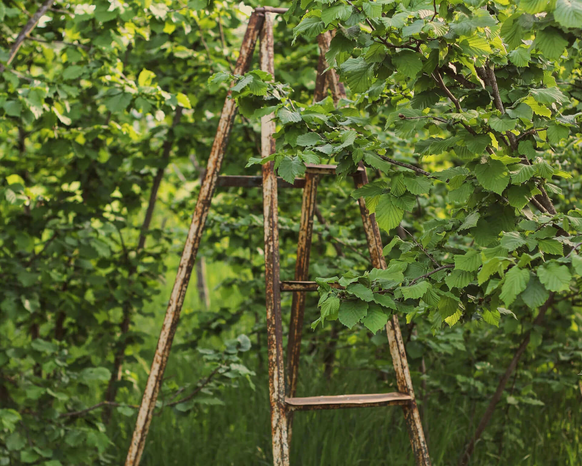 Skoazell Diwan Plougerne