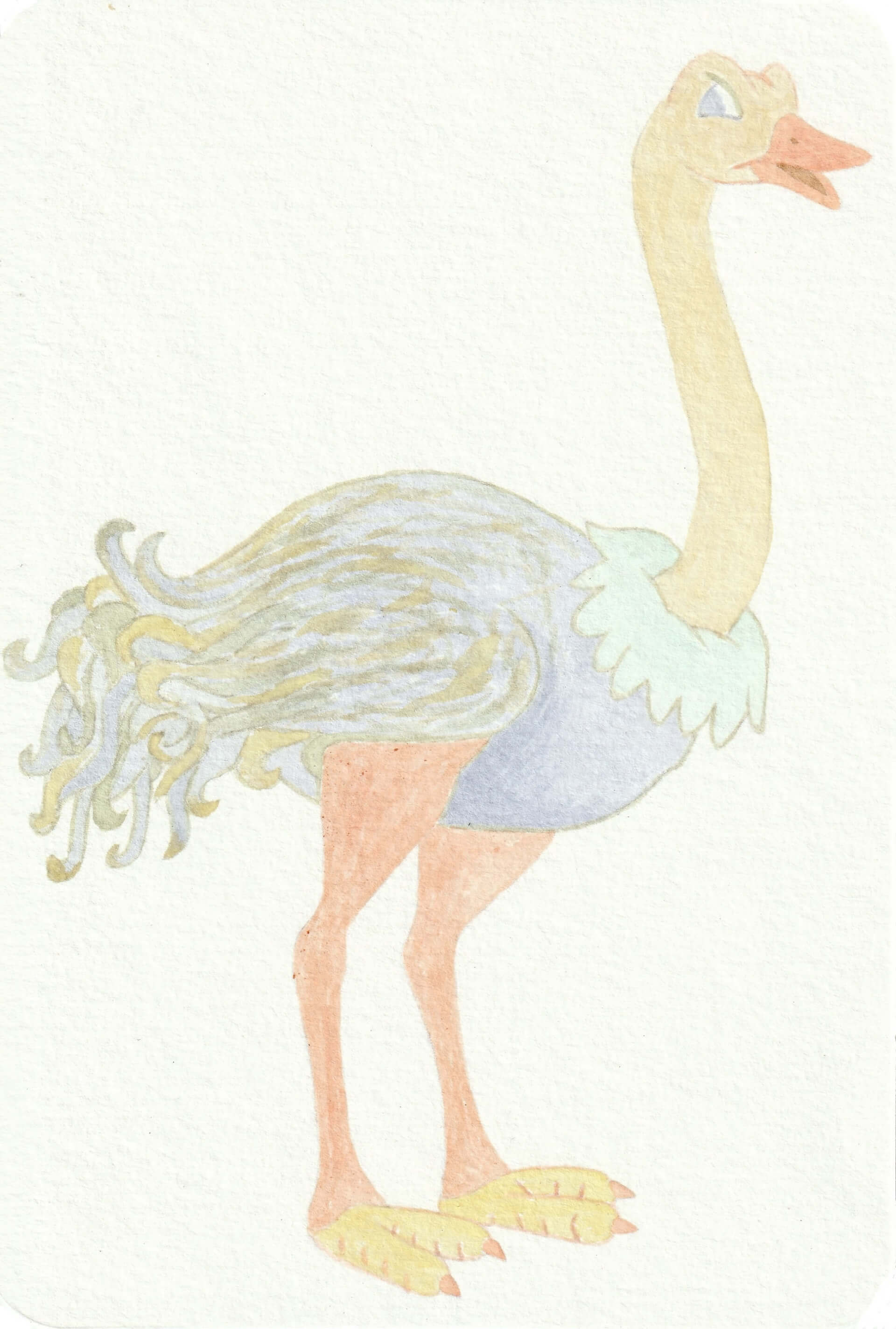 Autruche | christophe-henry