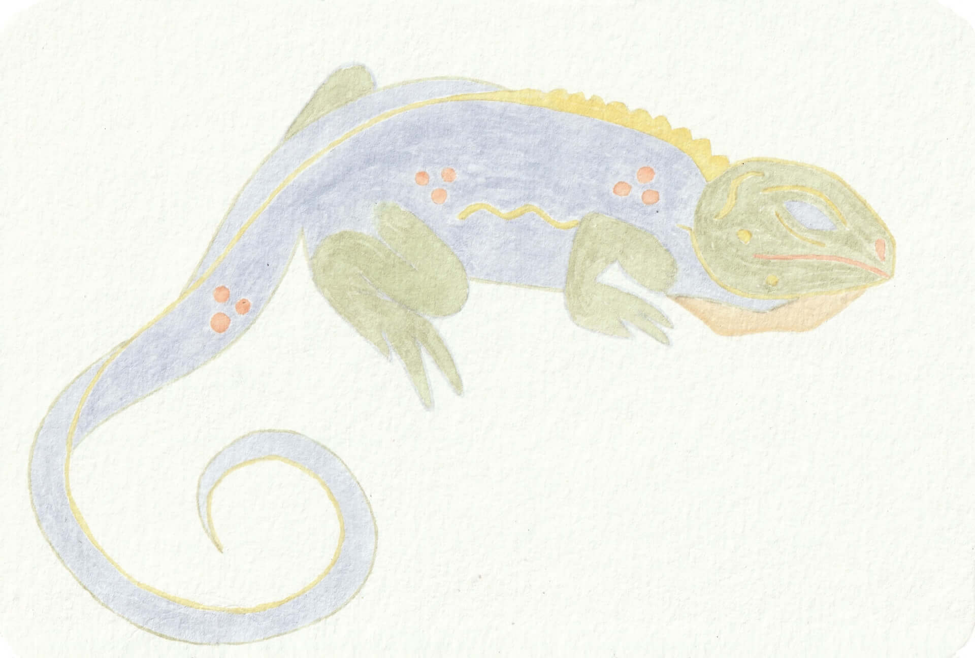 Kaméléon | christophe-henry