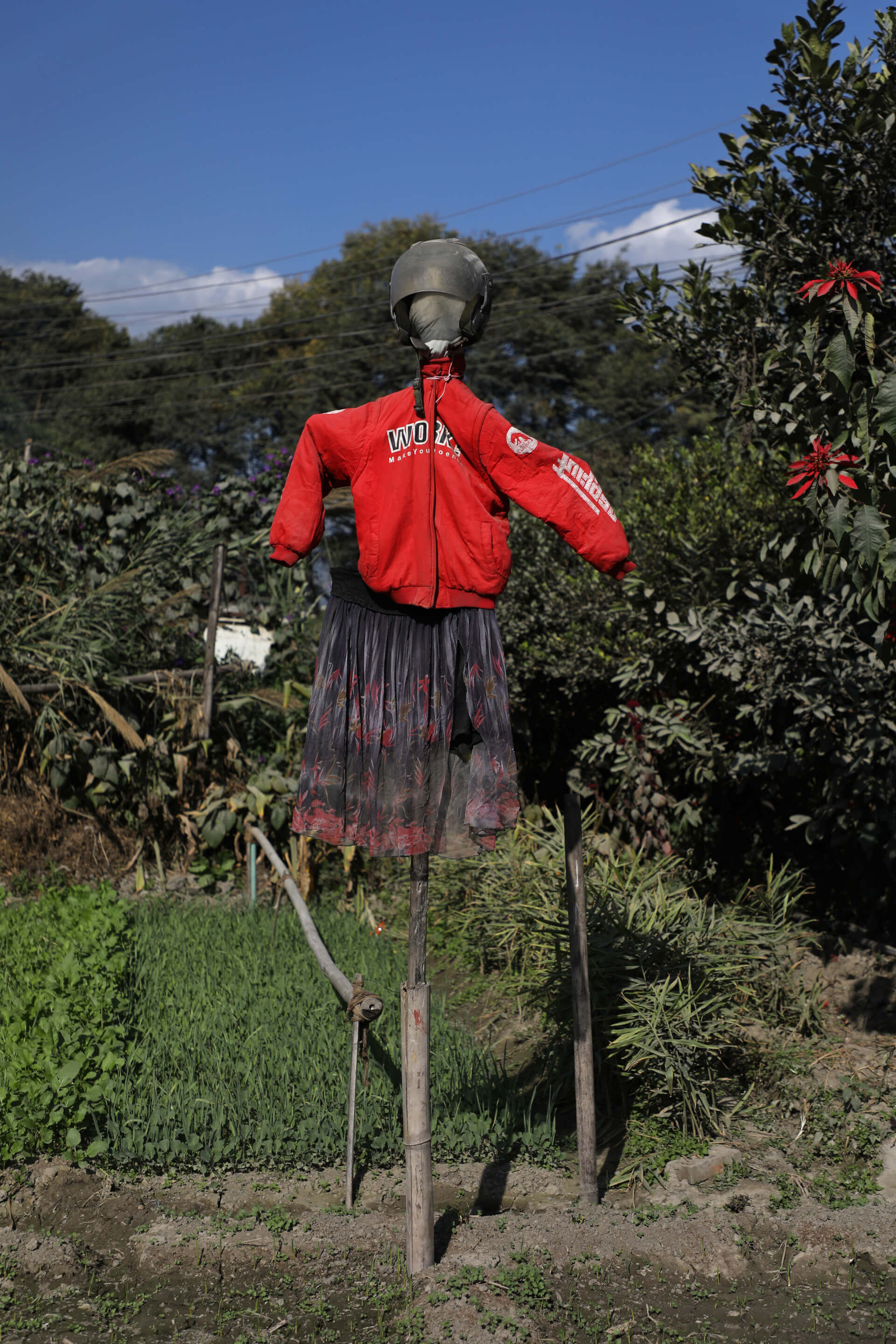 Yang scare sparrows | Both Nomads