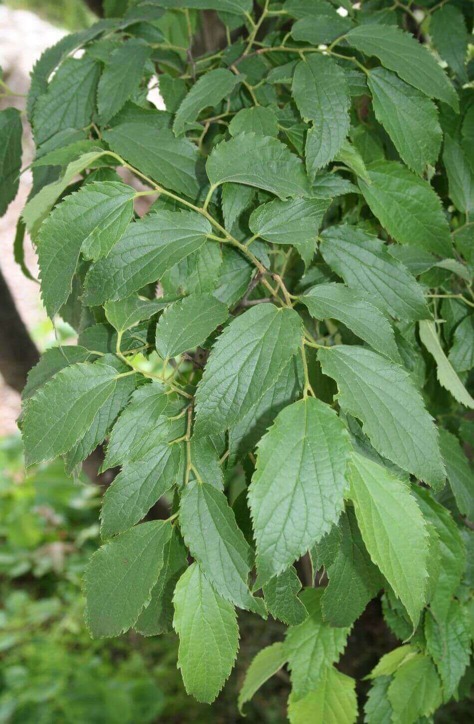 Micocoulier : plusieurs couleurs | christophe-henry