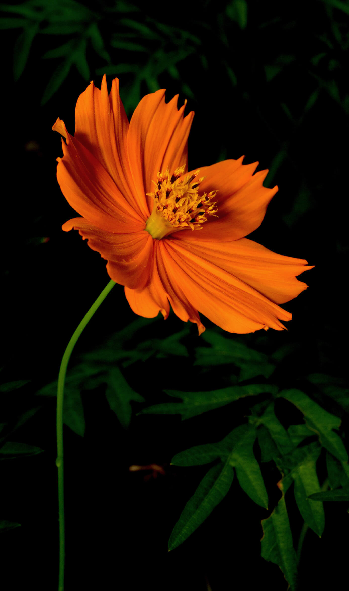 Cosmos et coréopsis : orange vif | christophe-henry