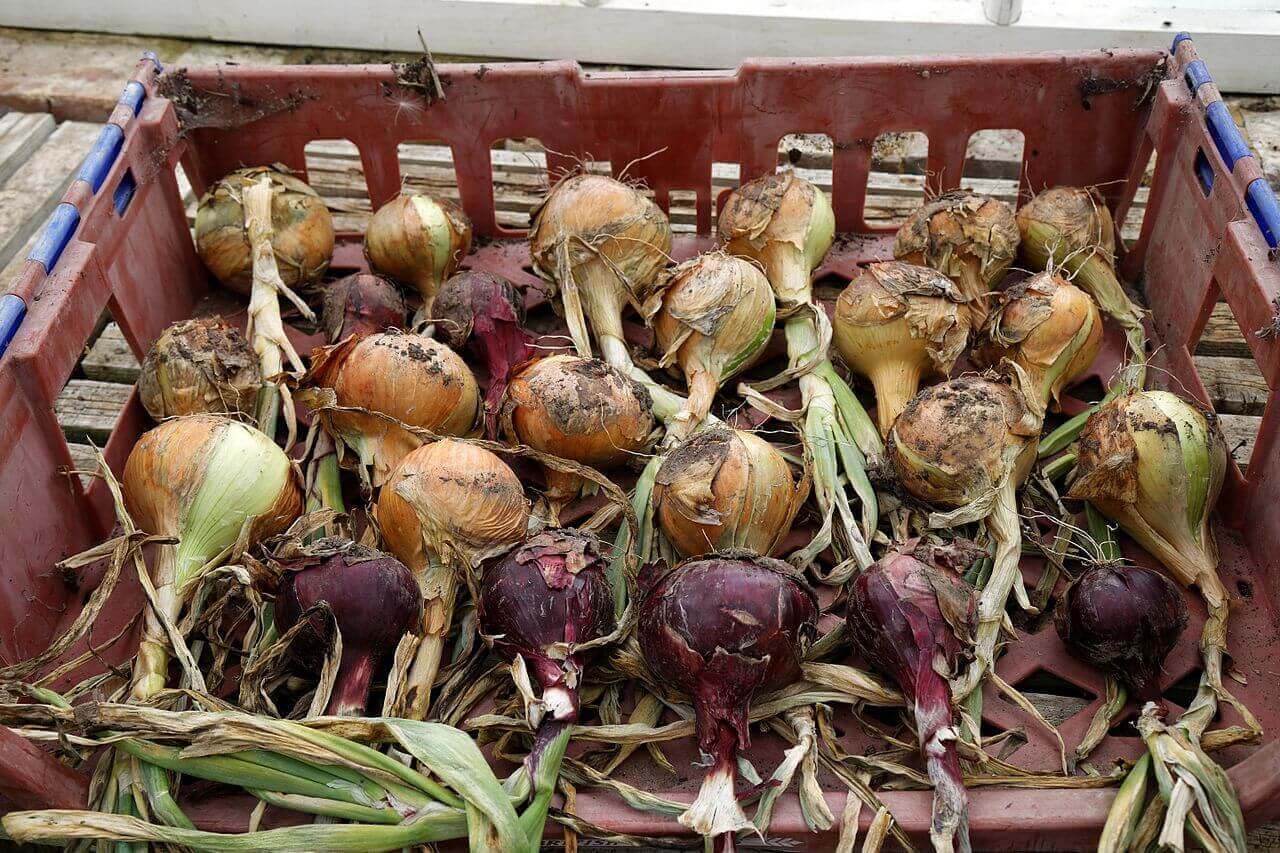 Oignons blancs et rouges : teinture orange ou vert | christophe-henry