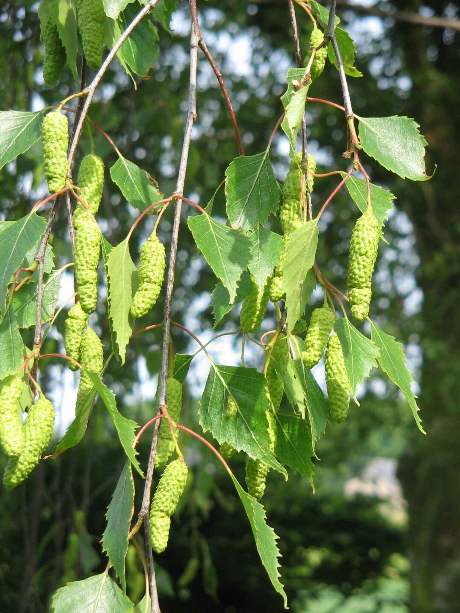 Bouleau : encre jaune ou verte | christophe-henry
