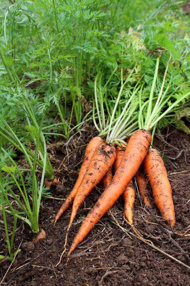 Carotte : jaune vif | christophe-henry