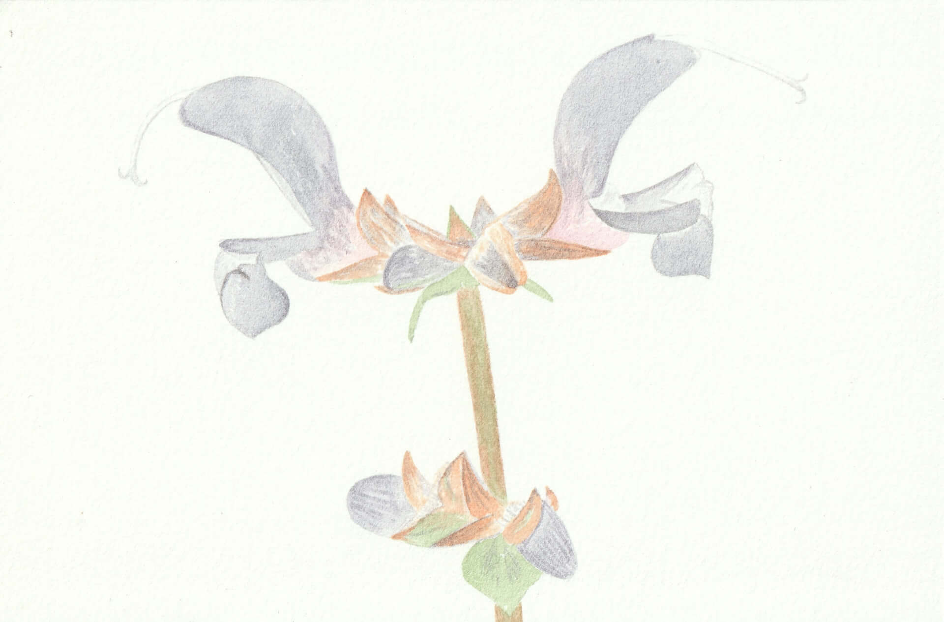 Sauge des prés | christophe-henry