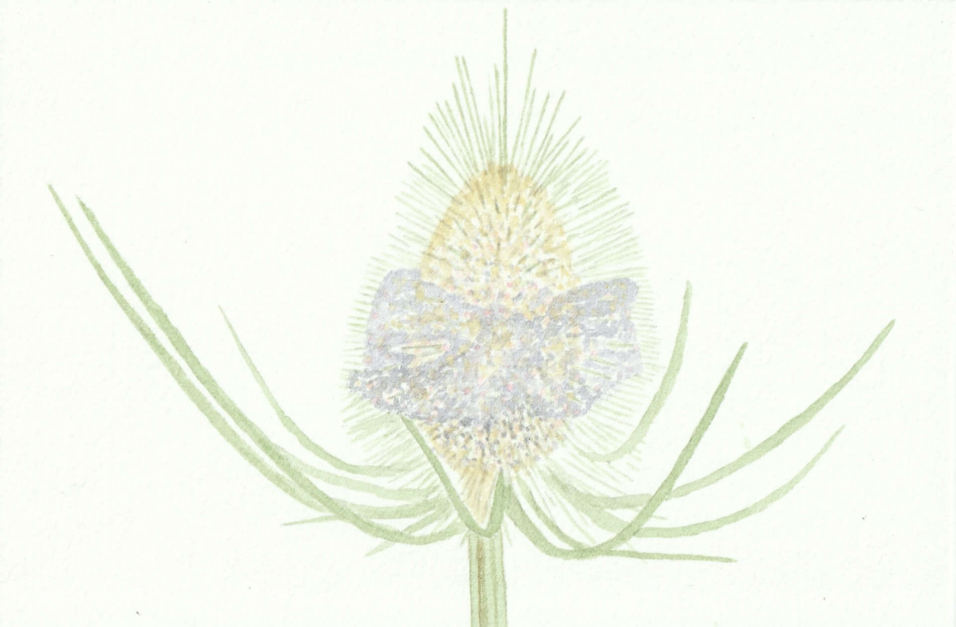 Cardère | christophe-henry