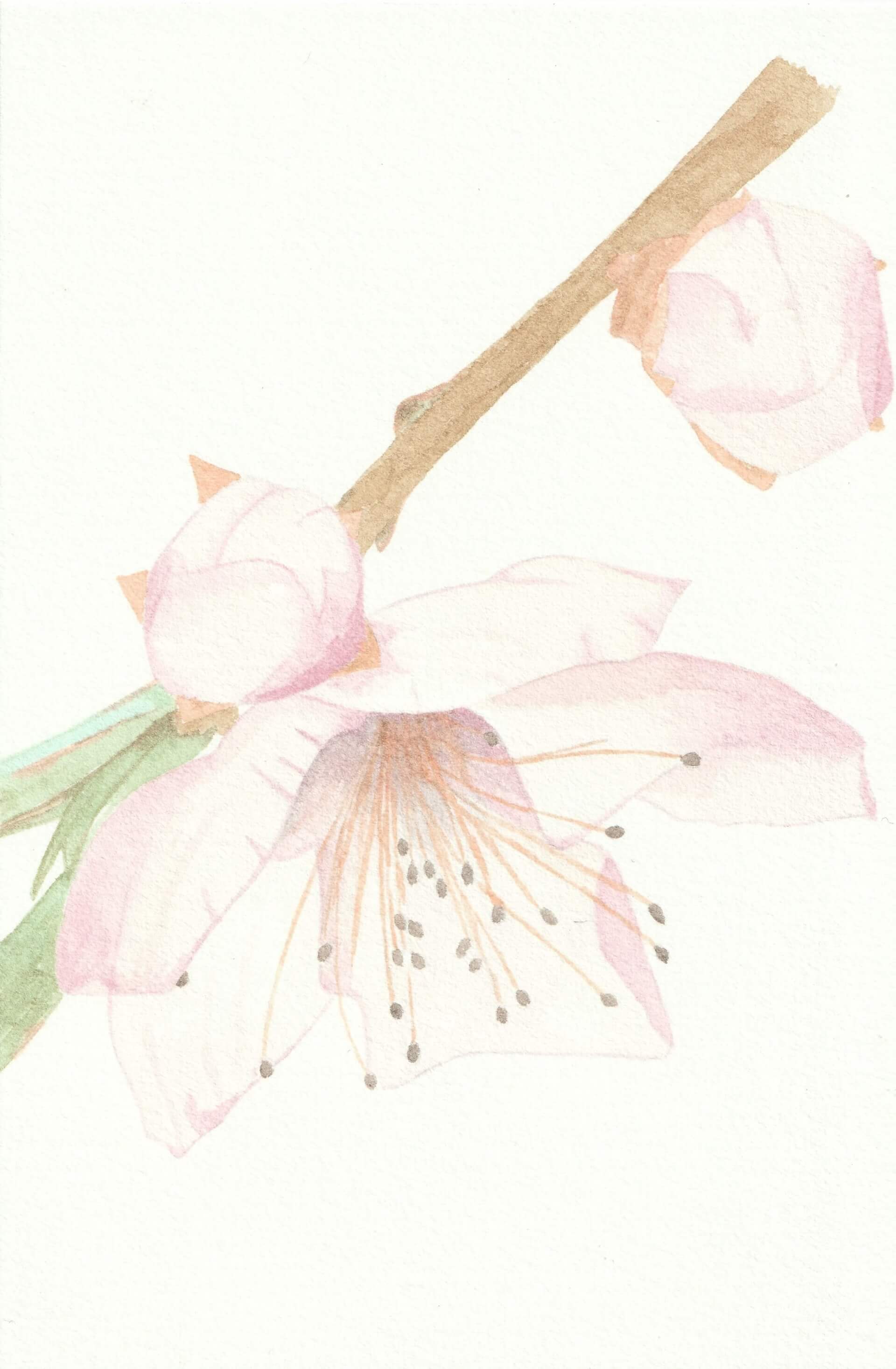 Pêcher | christophe-henry