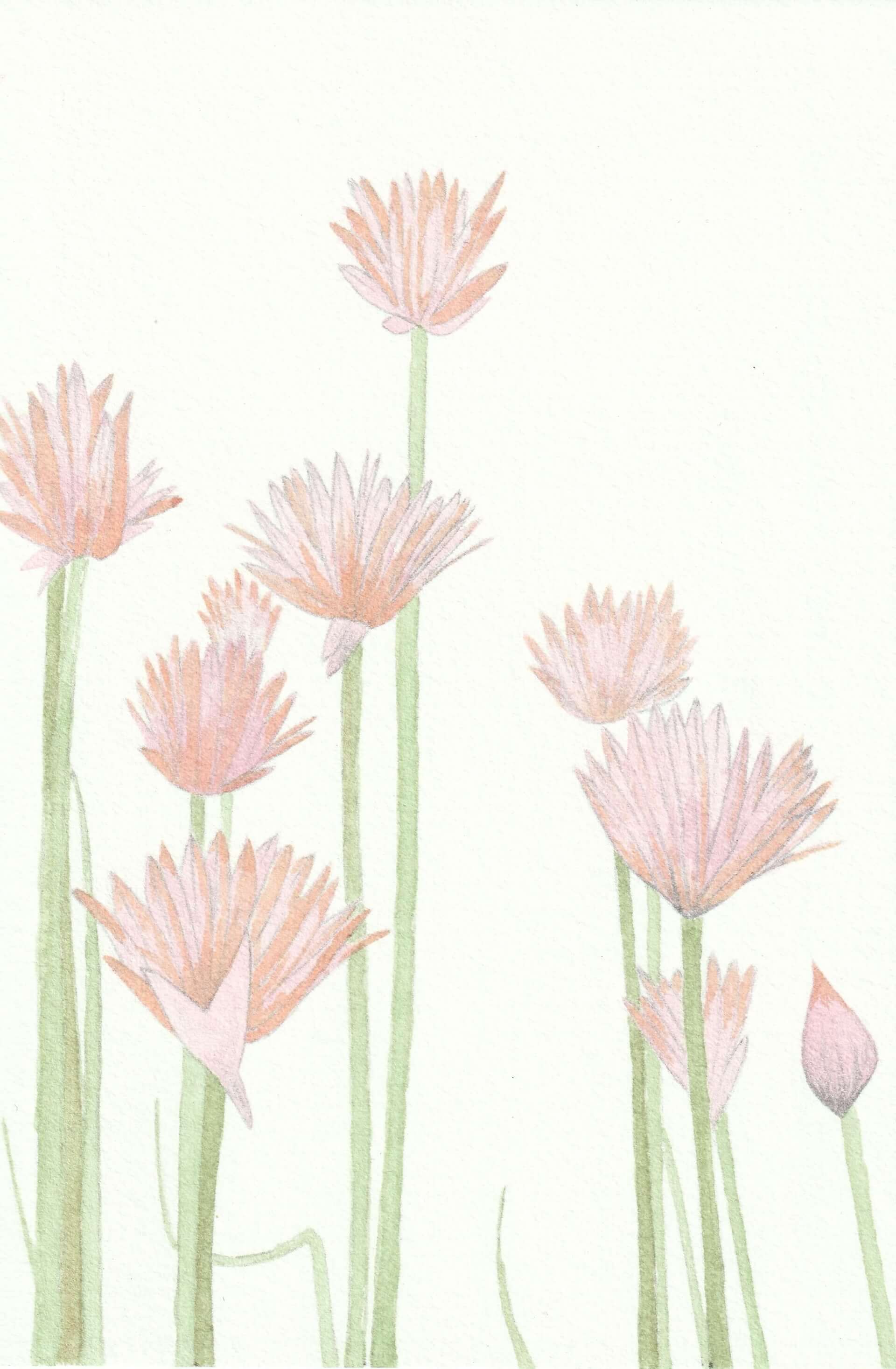 Ciboulette | christophe-henry