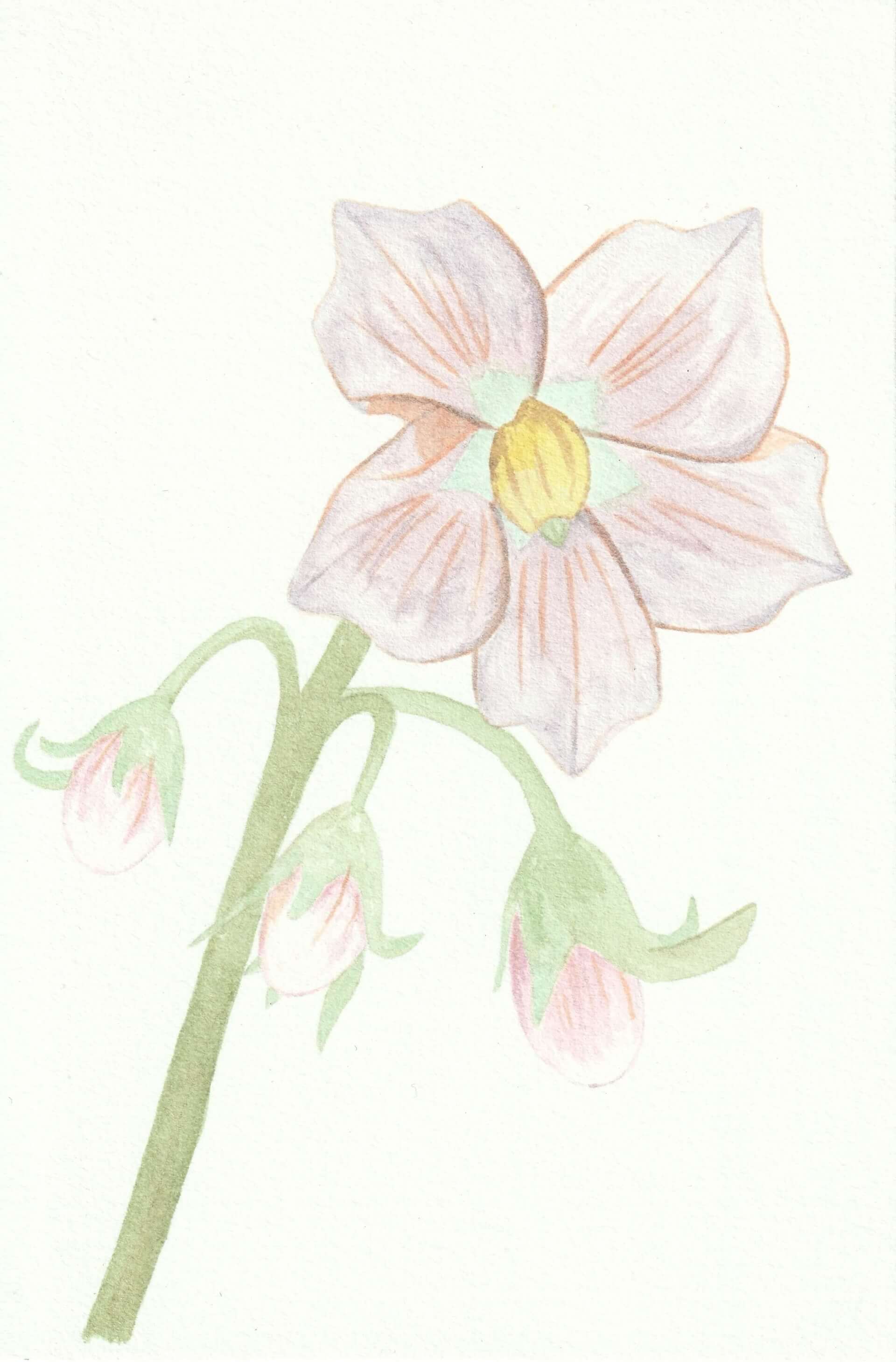 Pomme de terre | christophe-henry