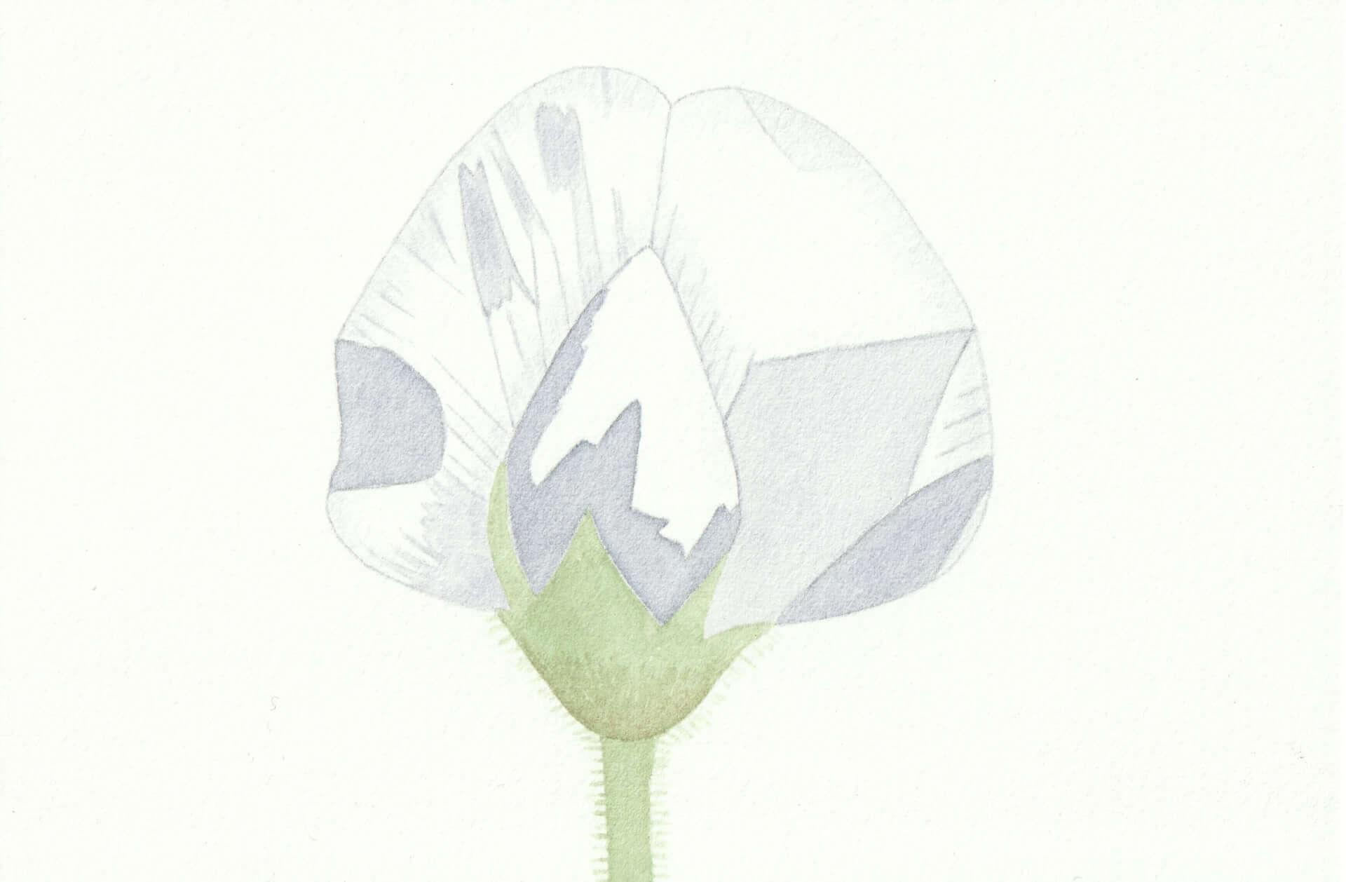 Pois-chiche | christophe-henry