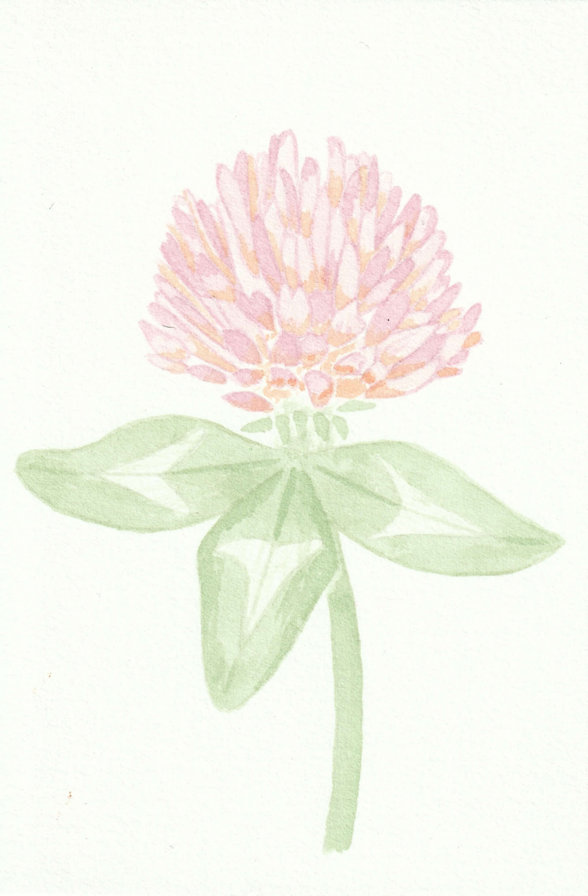 Trèfle des prés | christophe-henry