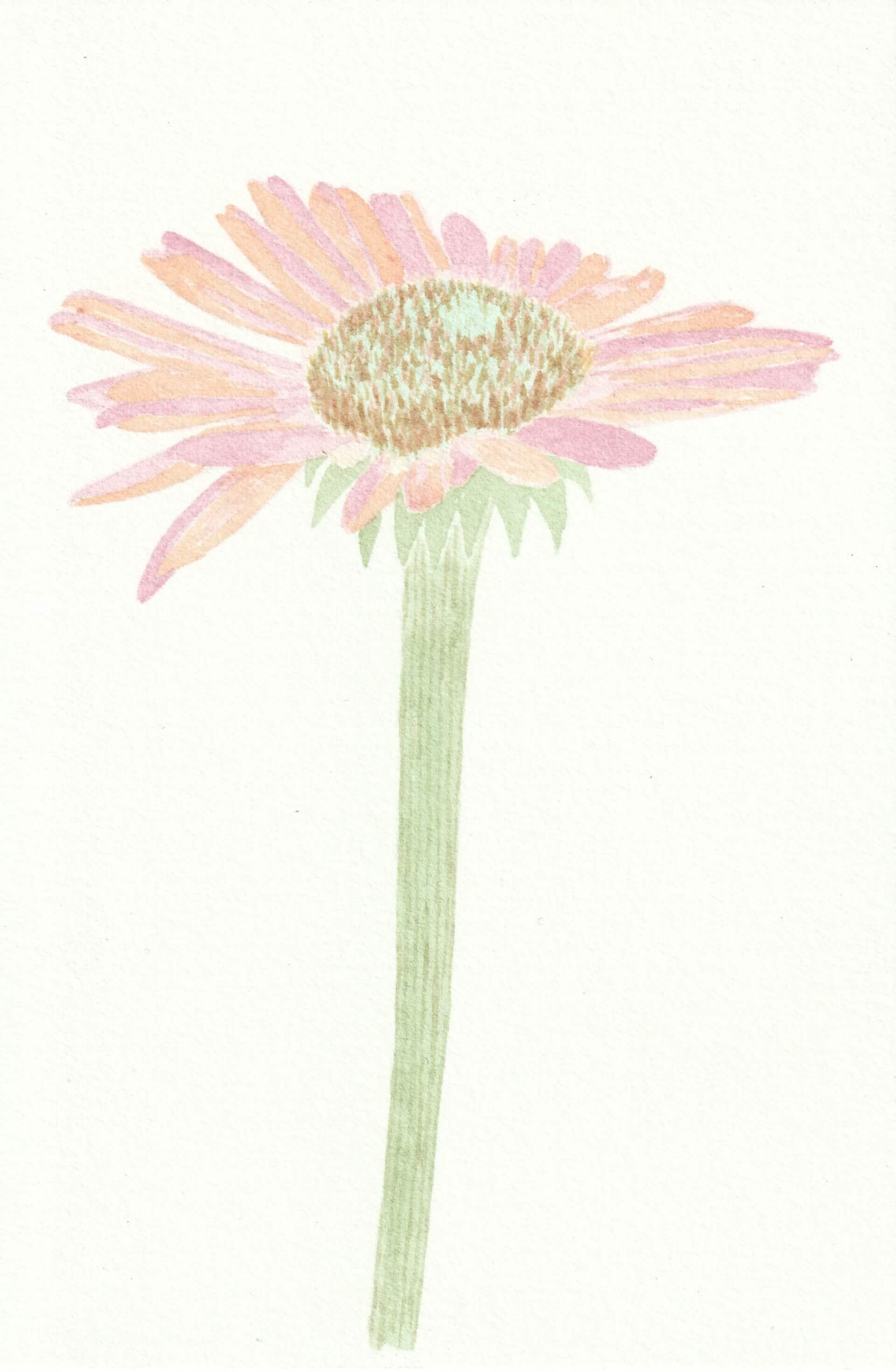 Pâquerette rose | christophe-henry