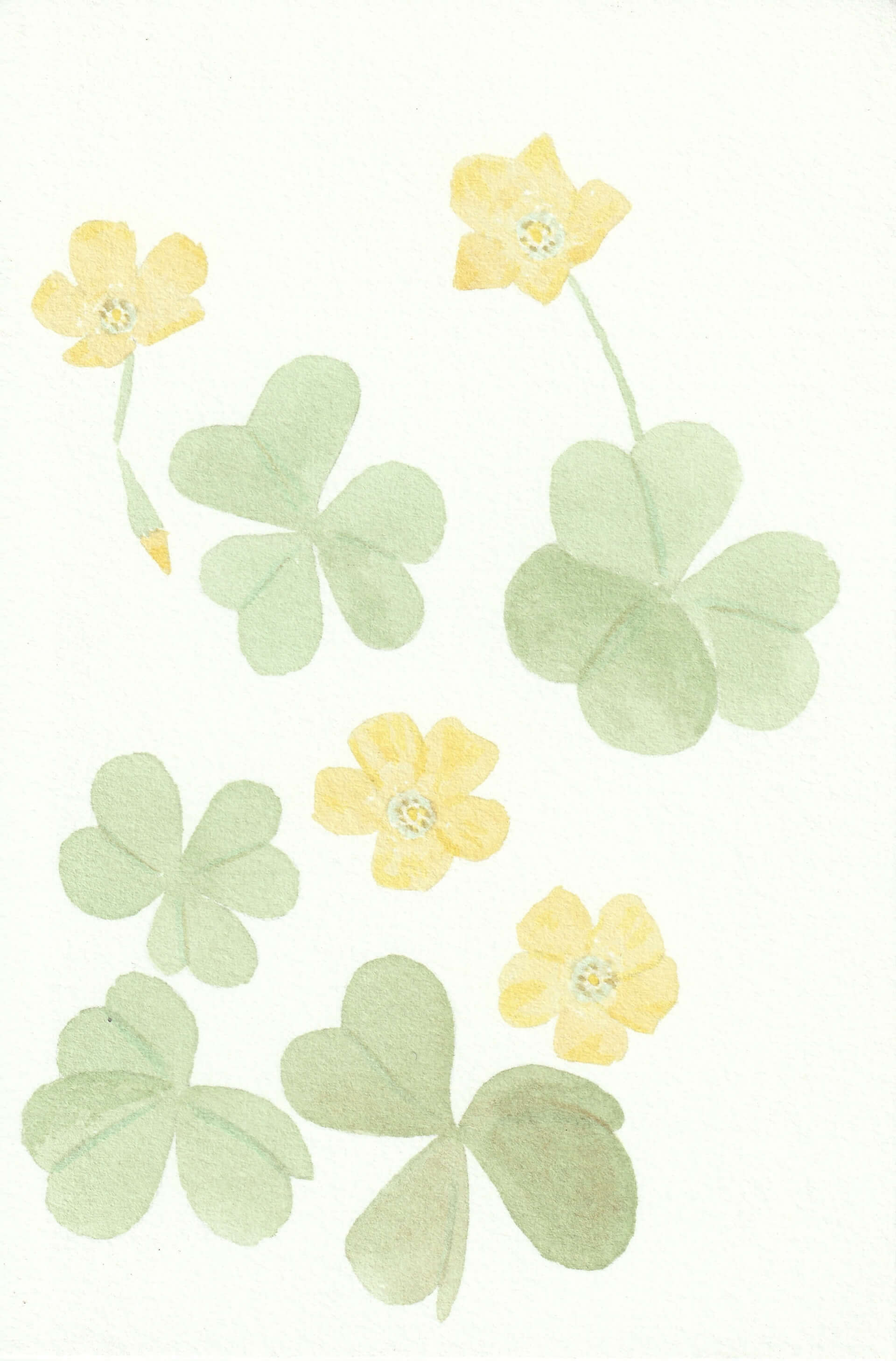 Oxalis corniculé | christophe-henry