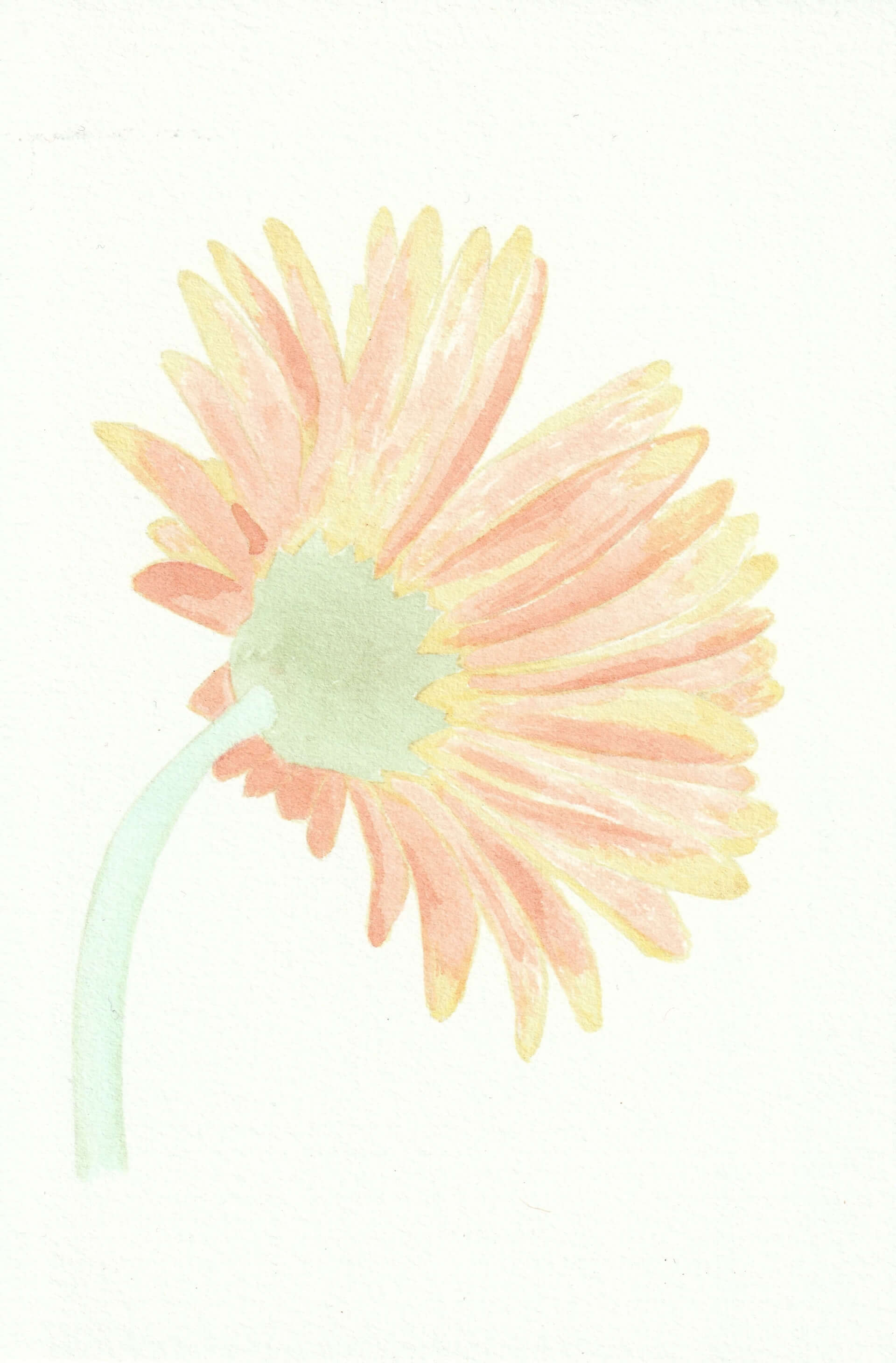 Pâquerette rouge | christophe-henry