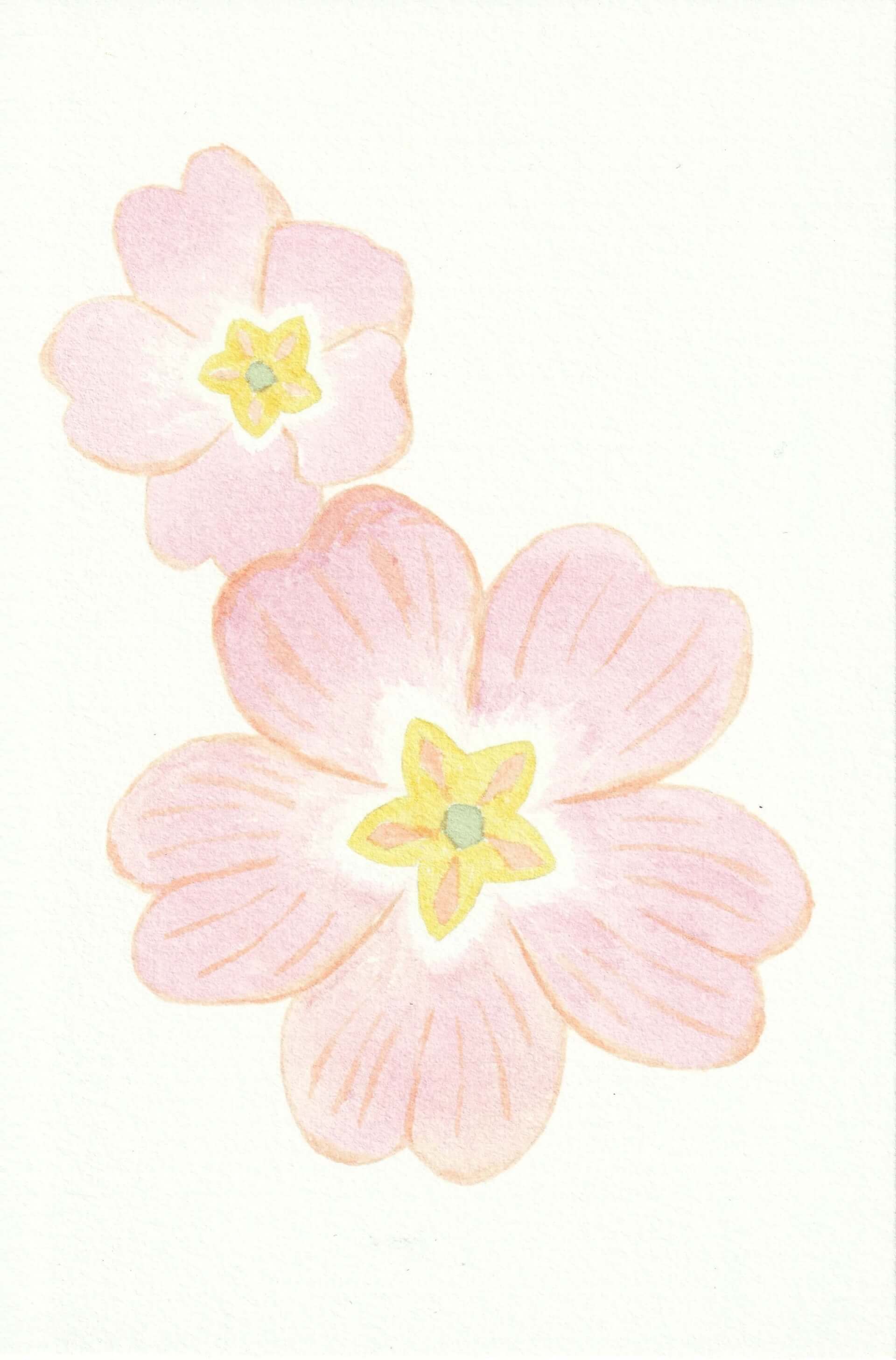 Primevère | christophe-henry