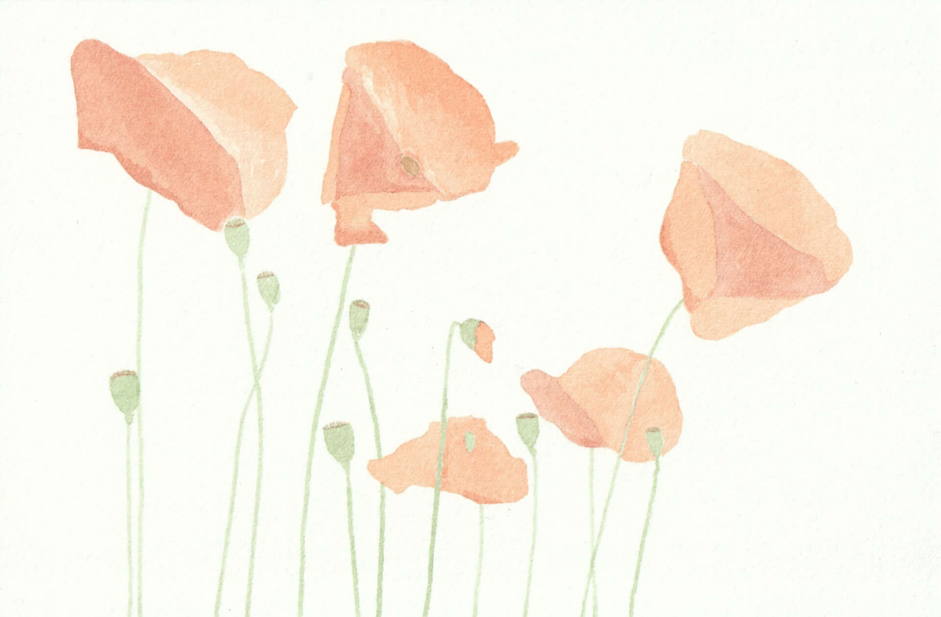 Coquelicots (03) | christophe-henry