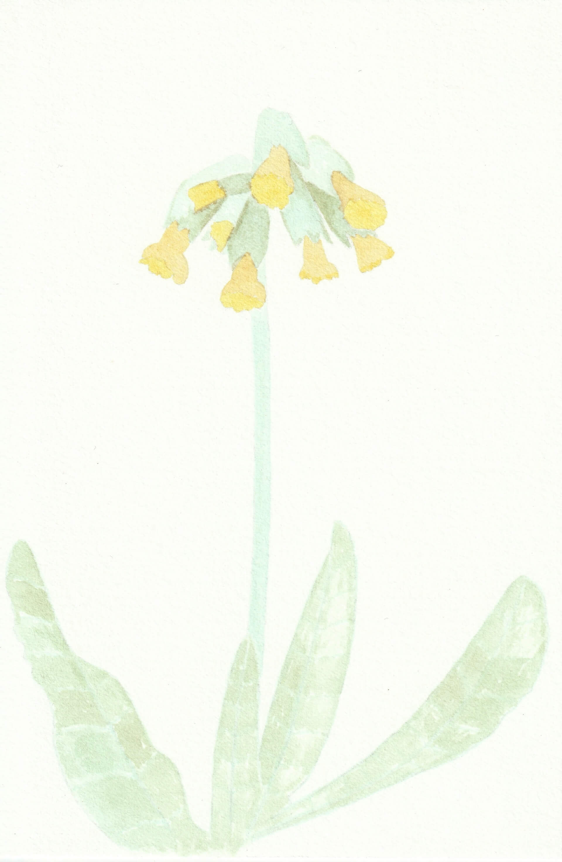 Coucou des champs | christophe-henry