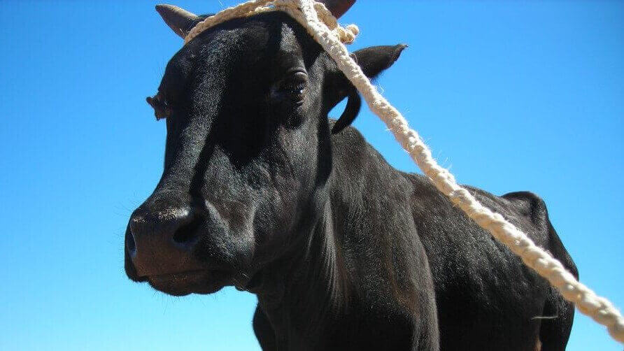 Parrainage de Zébu | Le Lémurien - Maison de Madagascar