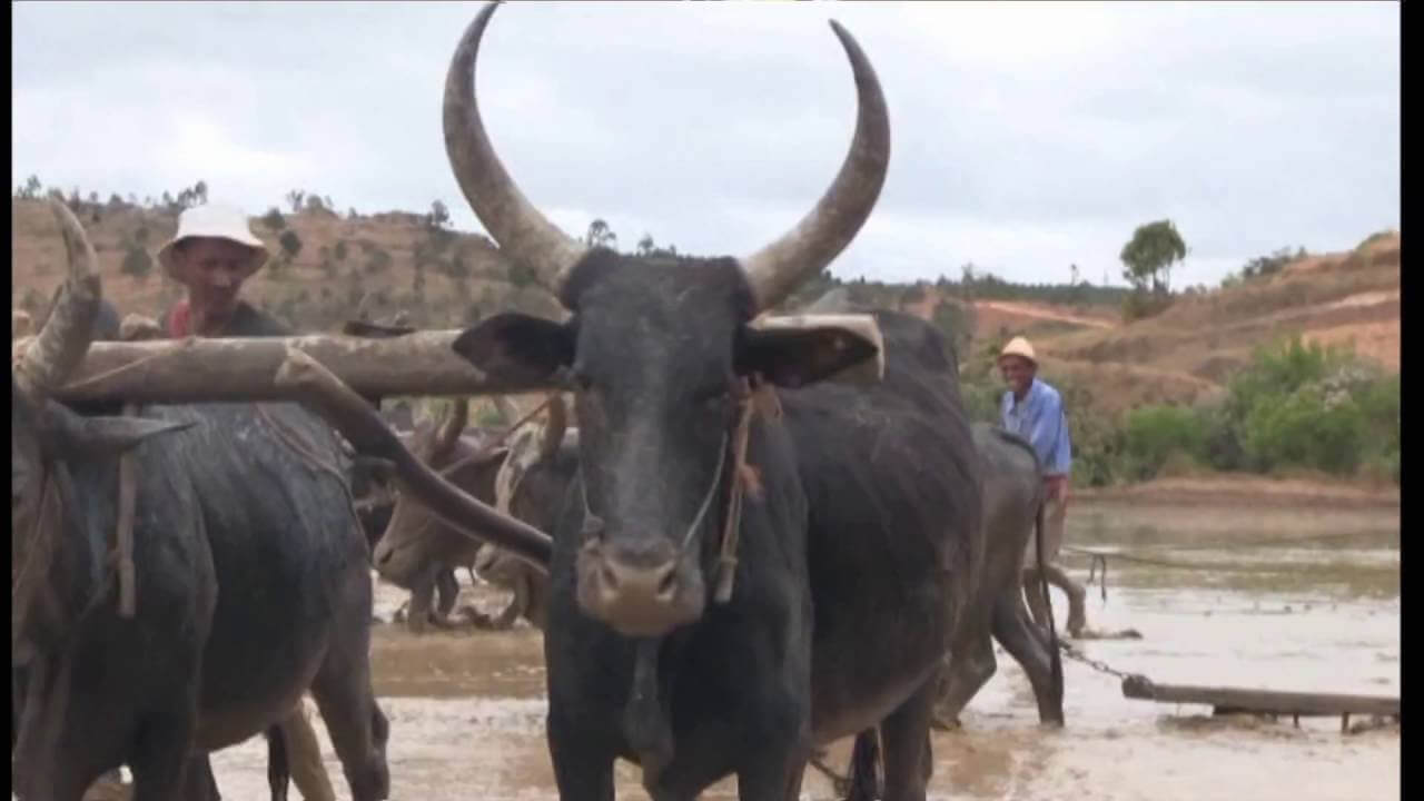 DES ZEBUS ET DES HOMMES 1ère partie - ONG Le LEMURIEN
