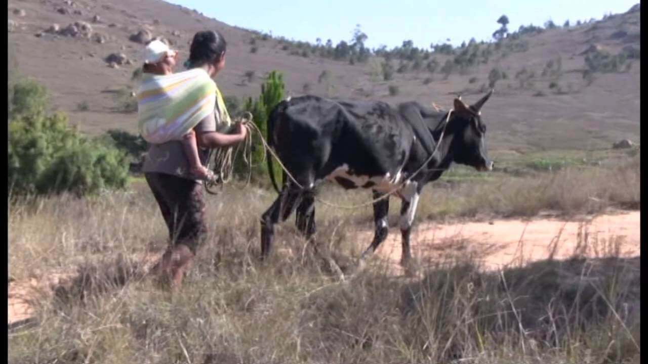 DES ZEBUS ET DES HOMMES 2ème partie - ONG Le LEMURIEN