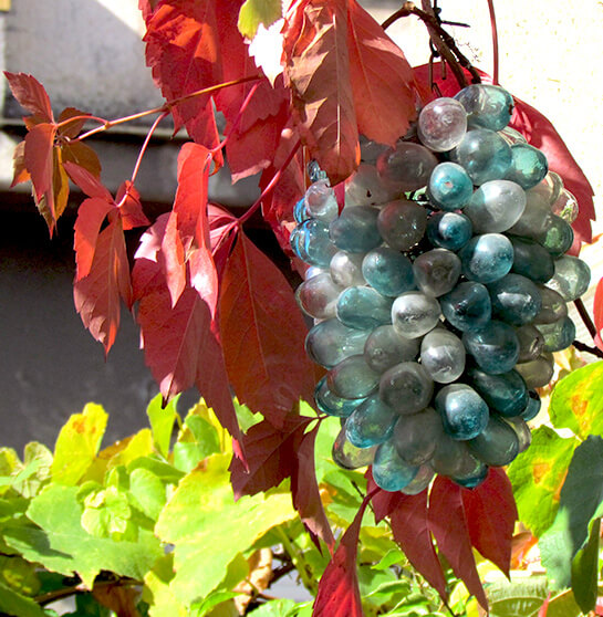 Vendanges... | Babelmed