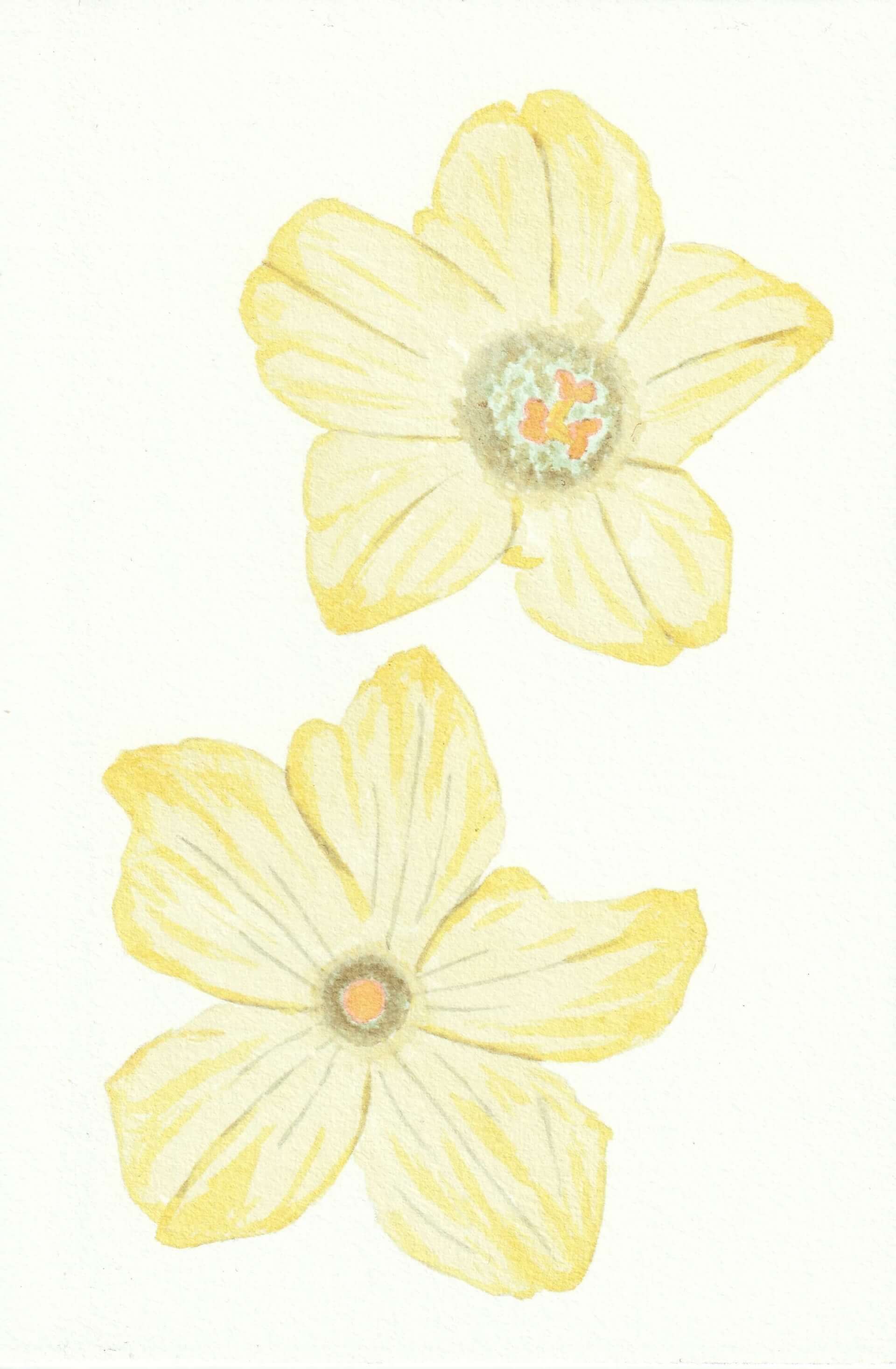 Courgette | christophe-henry