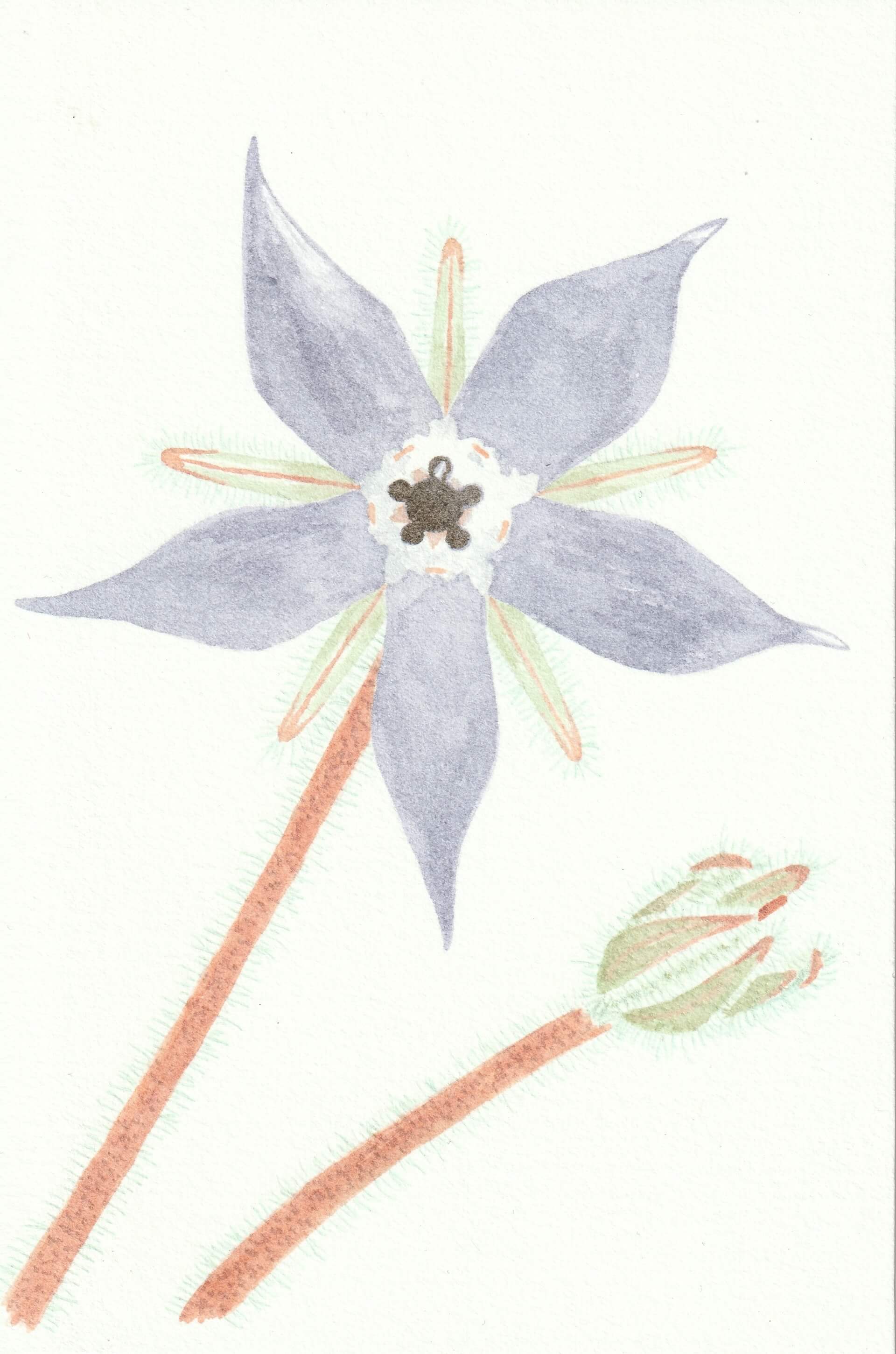 Bourrache (mini) | christophe-henry