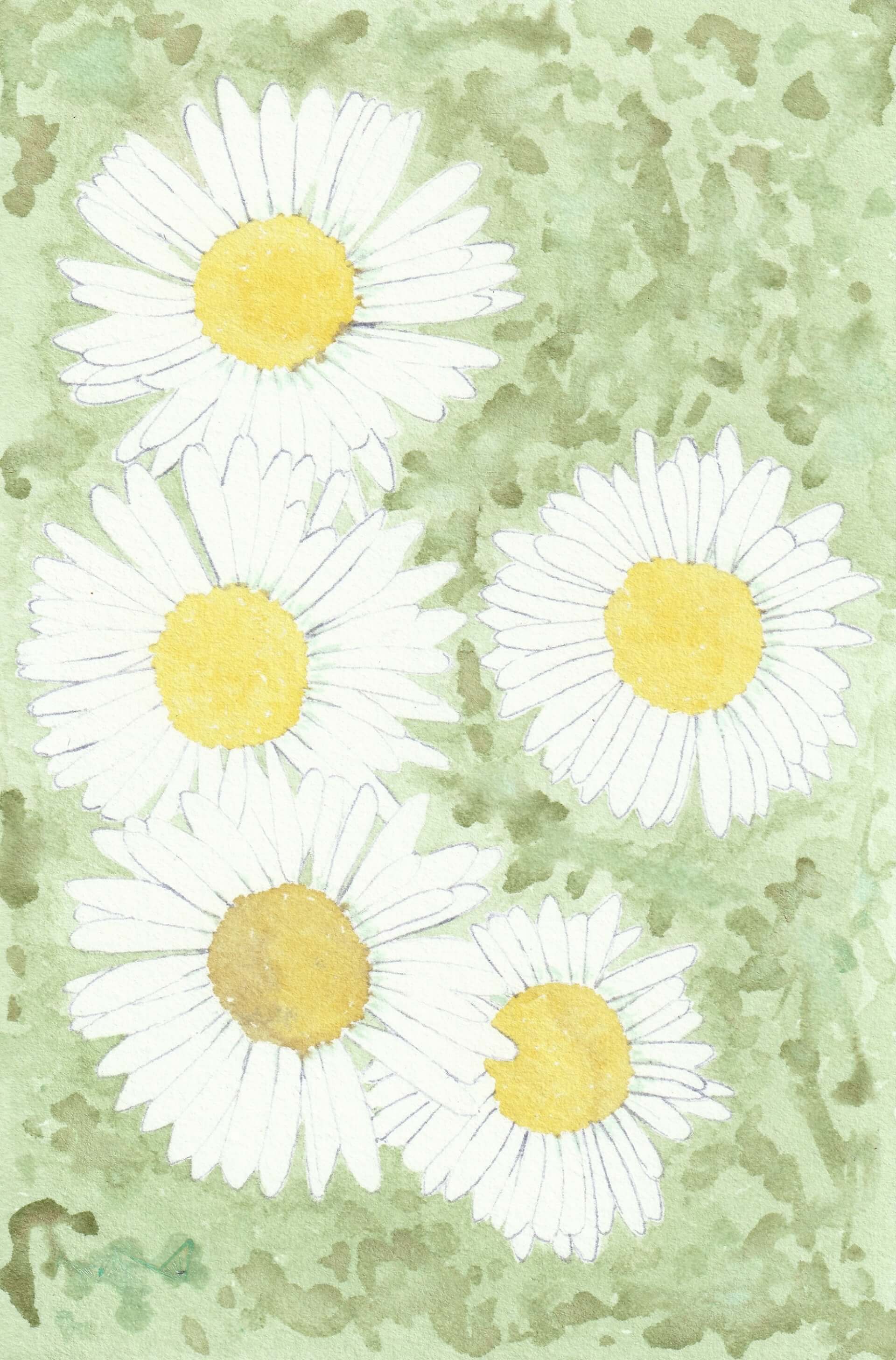 Pâquerettes | christophe-henry