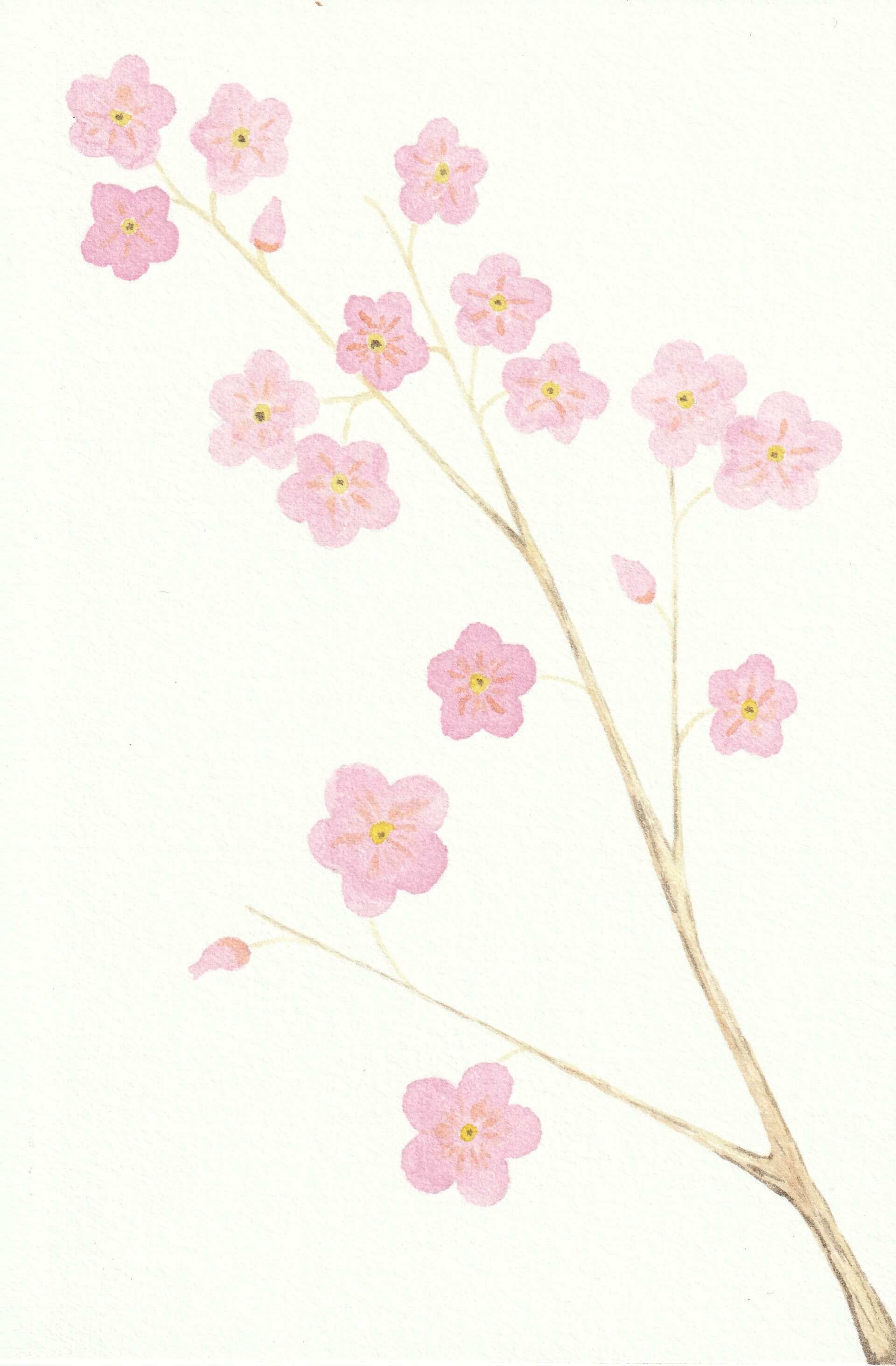 Cerisier | christophe-henry