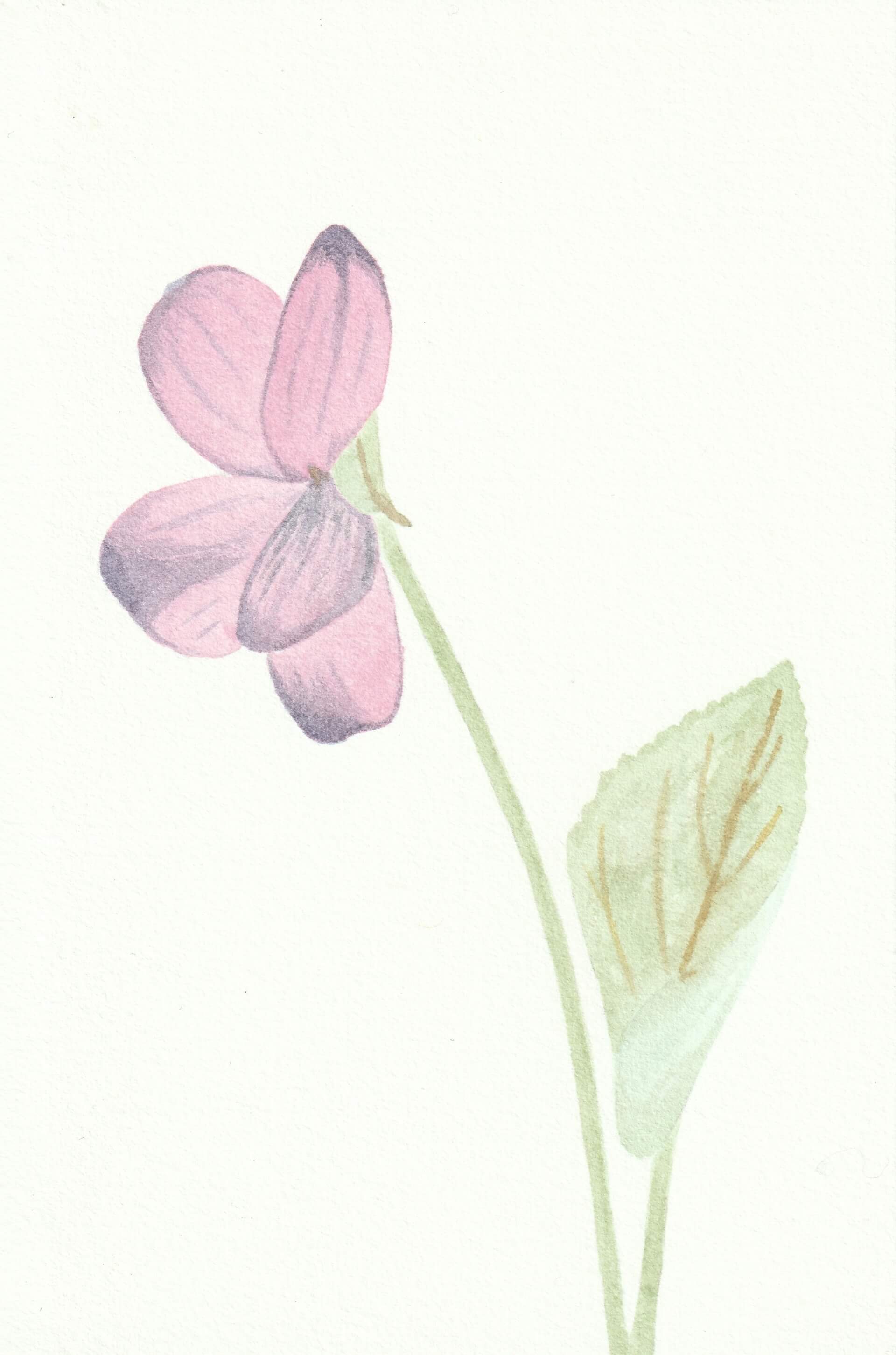 Violette | christophe-henry