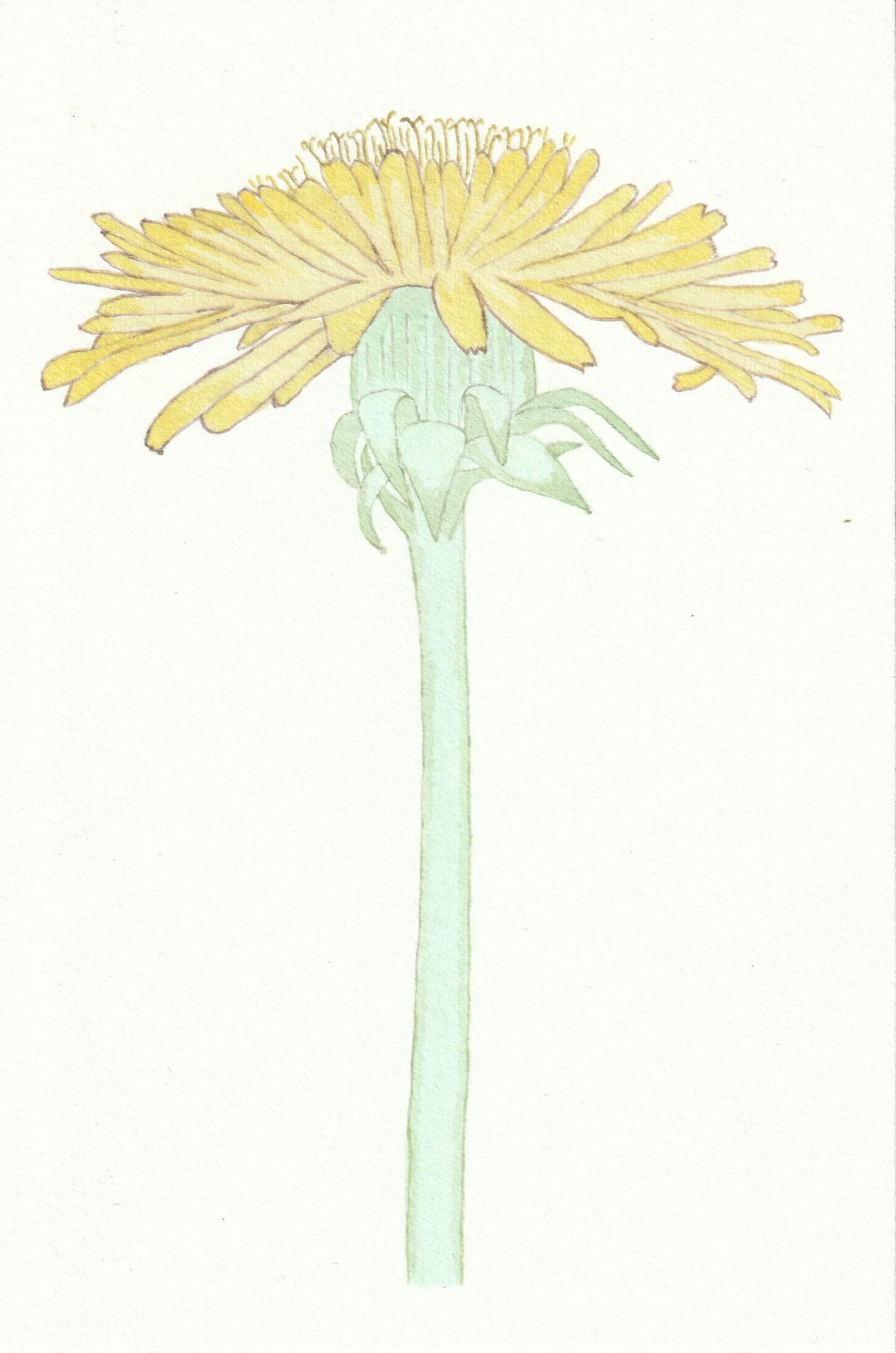 Pissenlit | christophe-henry