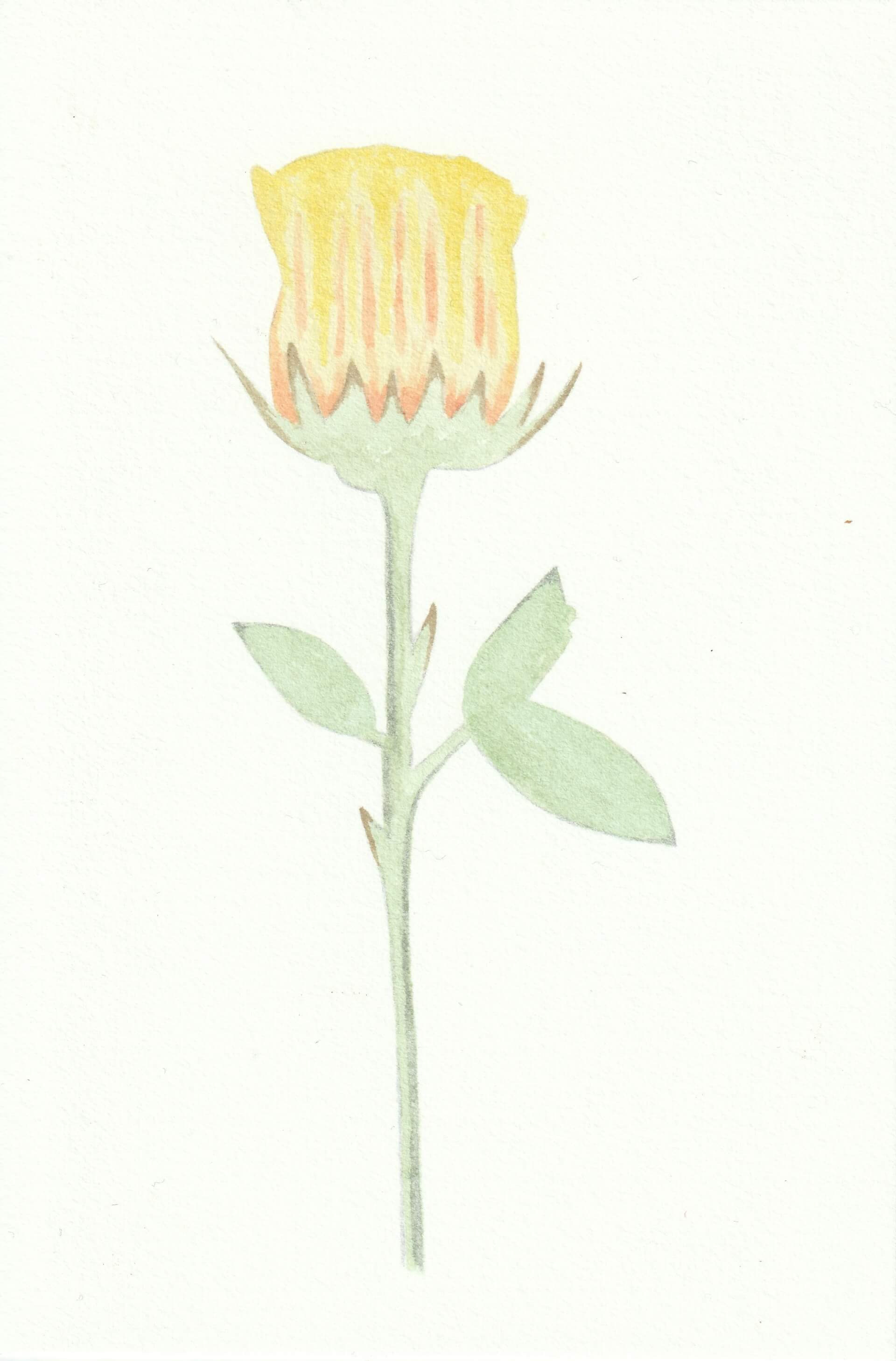 Rose jaune | christophe-henry