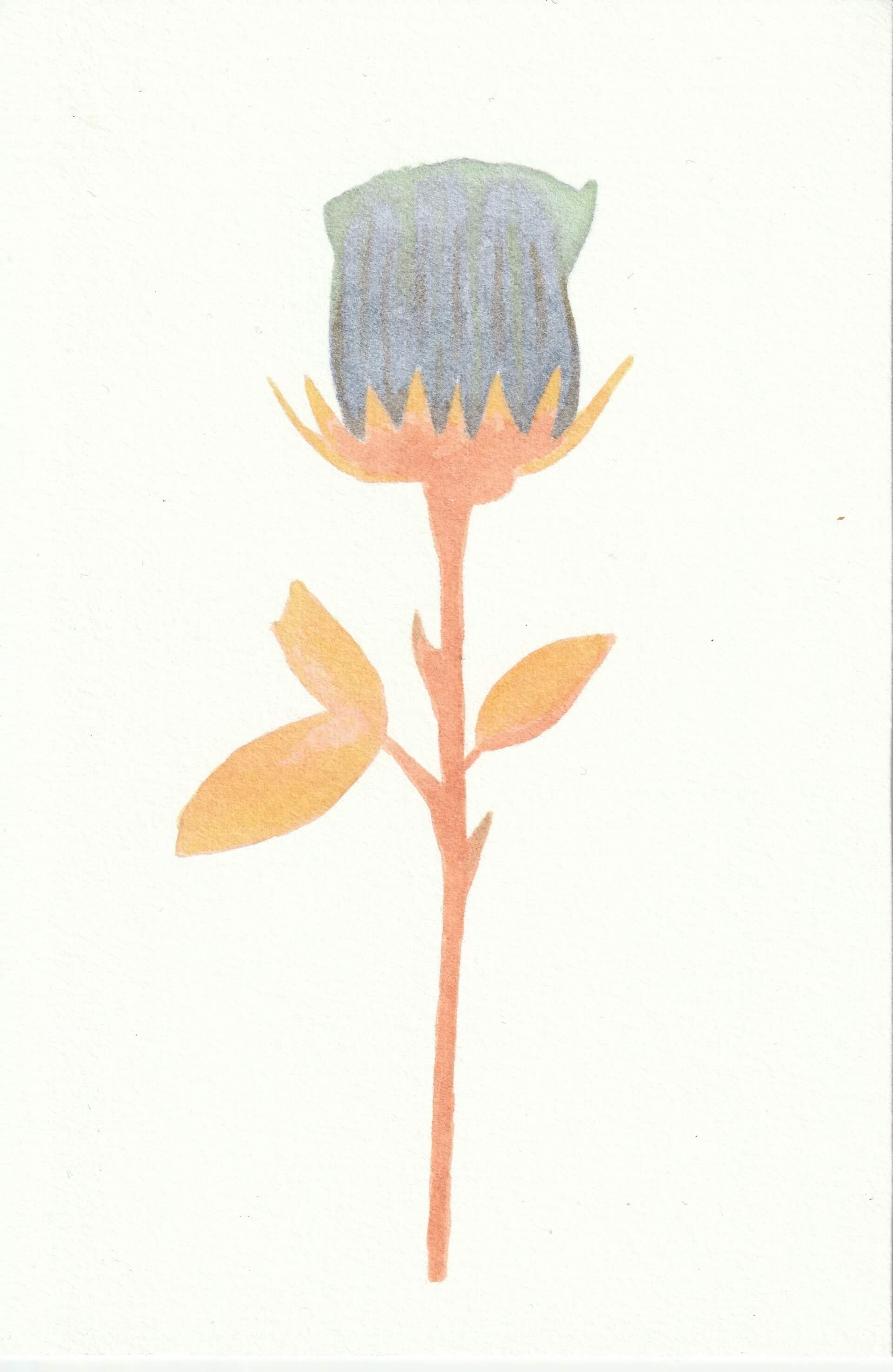 Bleu Rose | christophe-henry