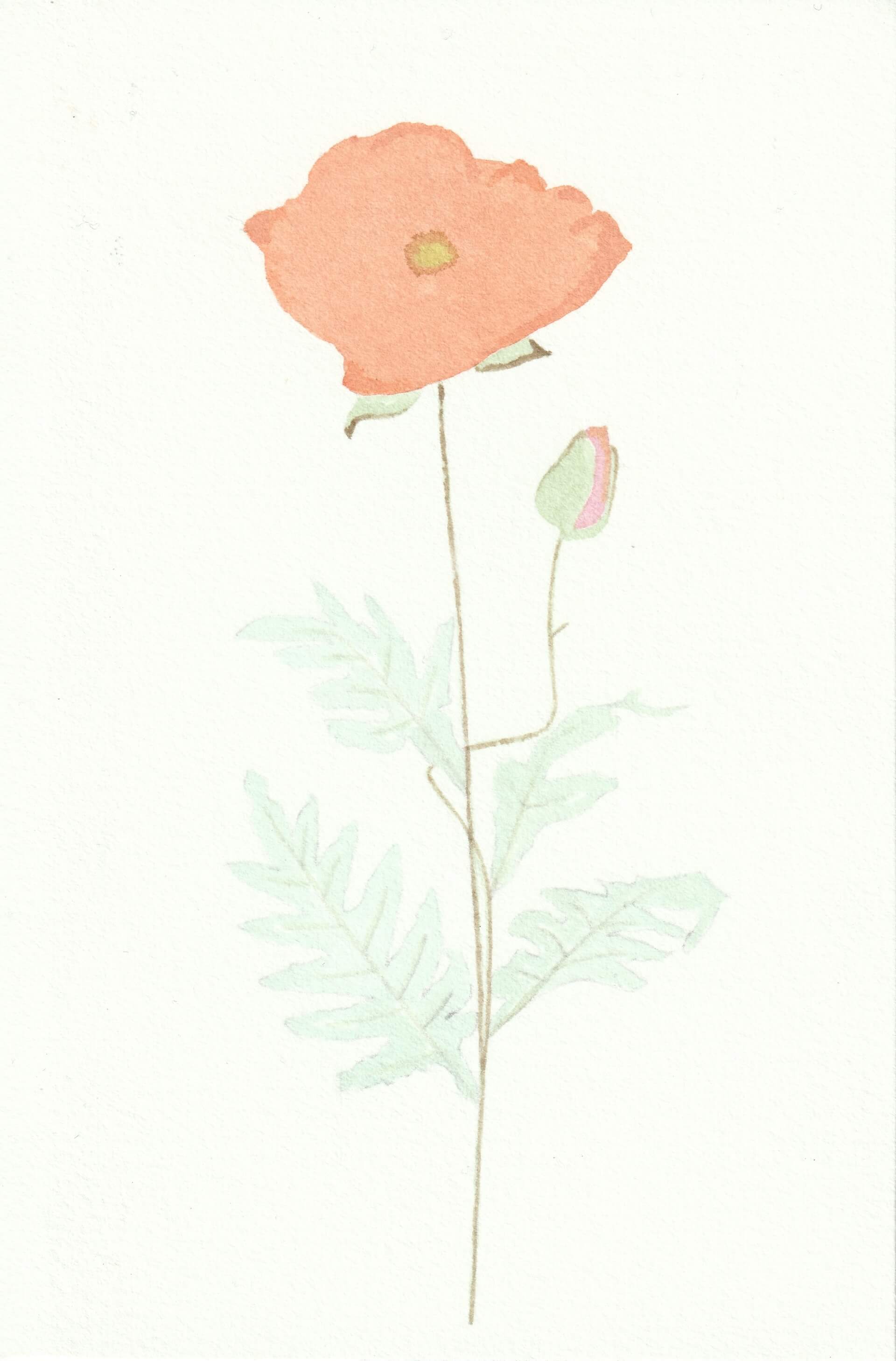 Coquelicots (02) | christophe-henry