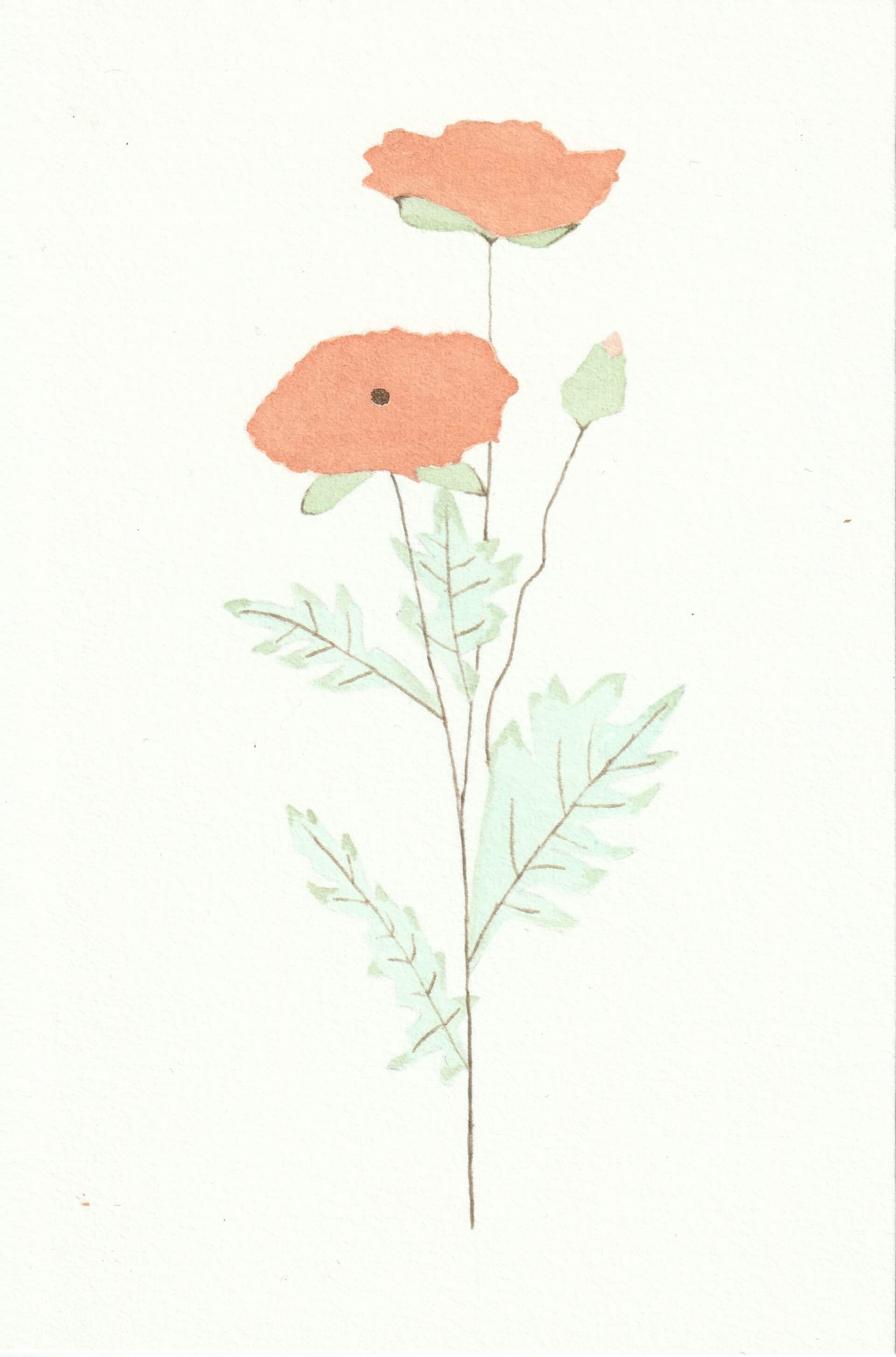 Coquelicots (01) | christophe-henry