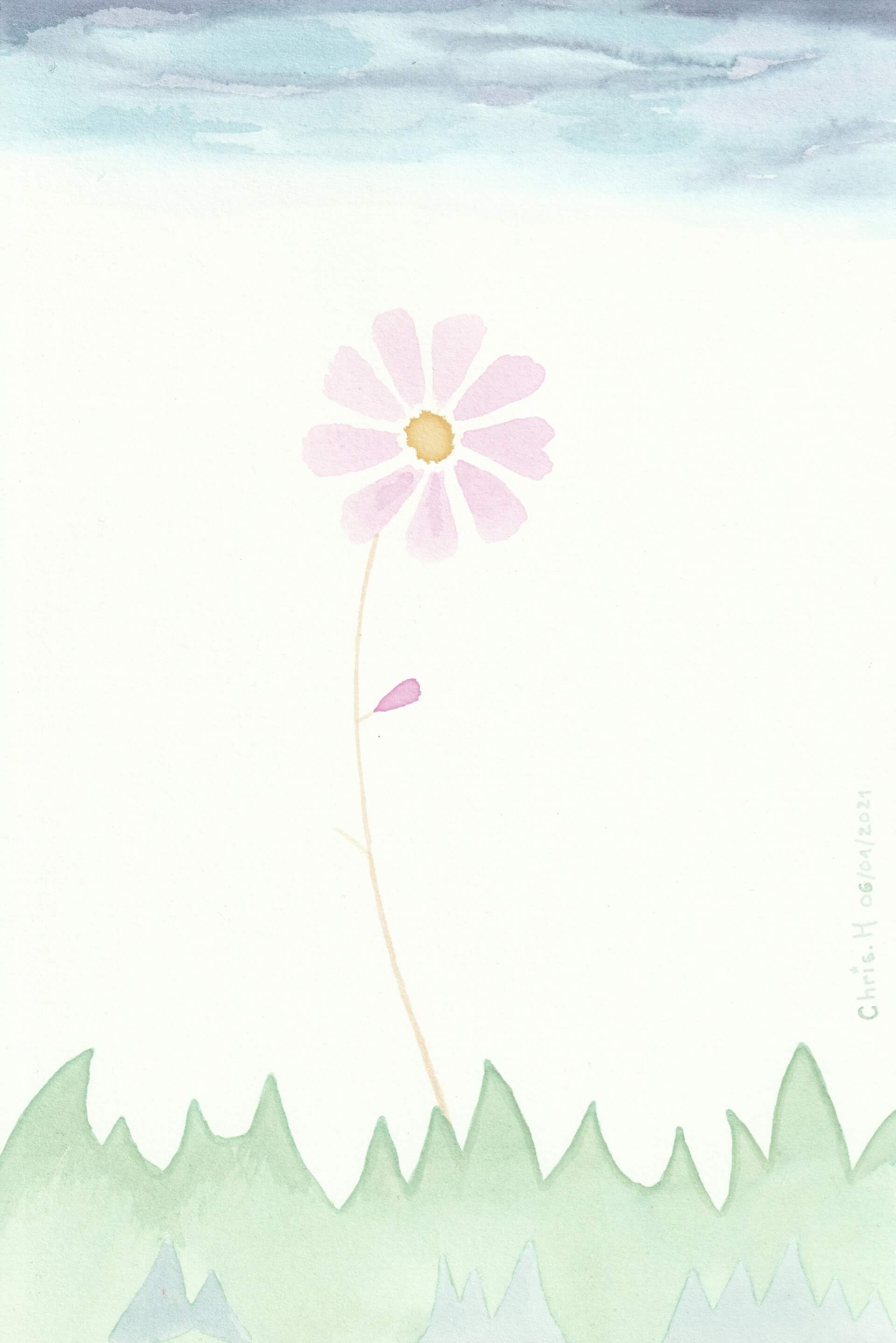 Fleur chou | christophe-henry