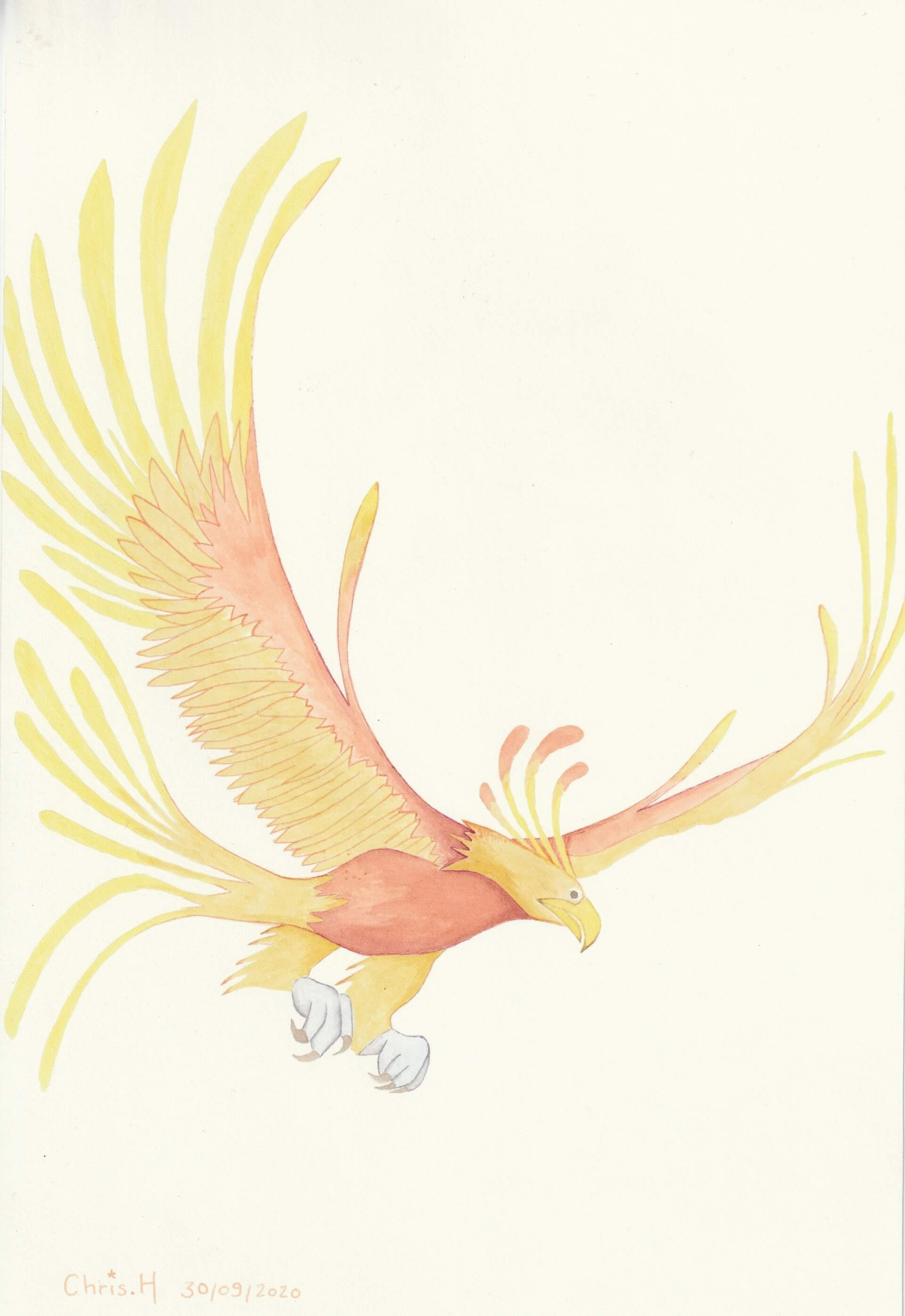 Oiseau de feu | christophe-henry