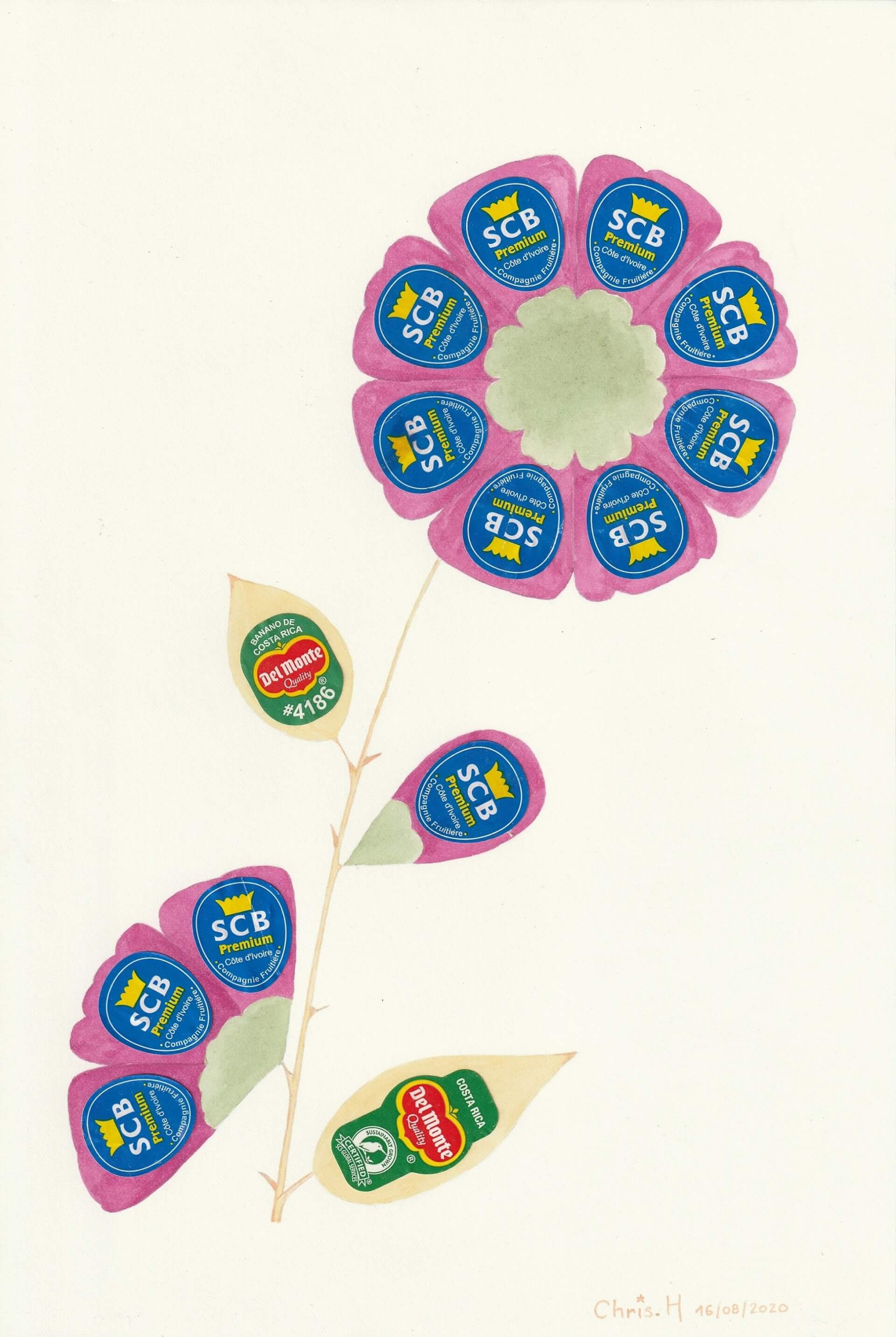 Fleurs de banane | christophe-henry