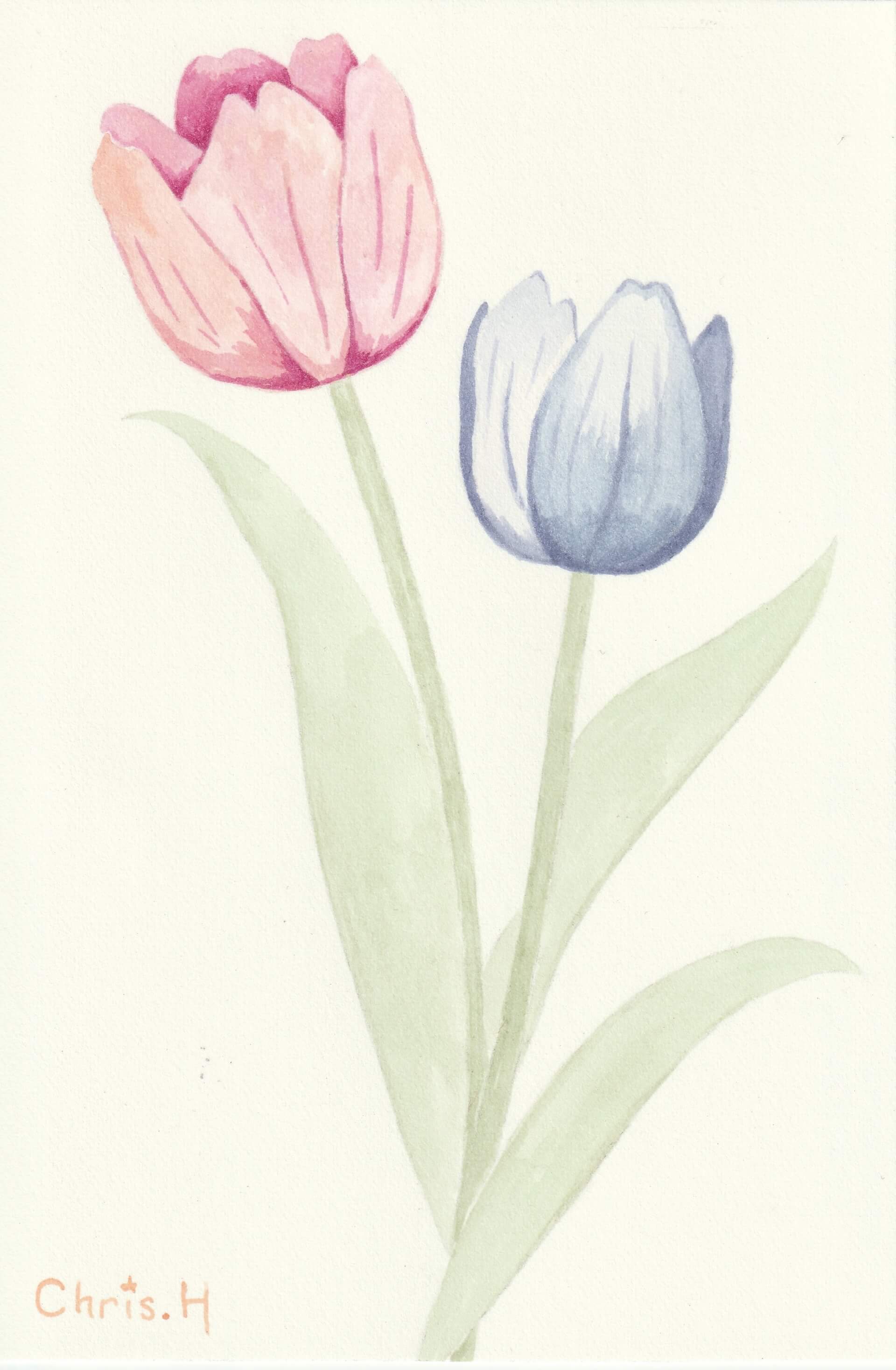 Tulipes | christophe-henry
