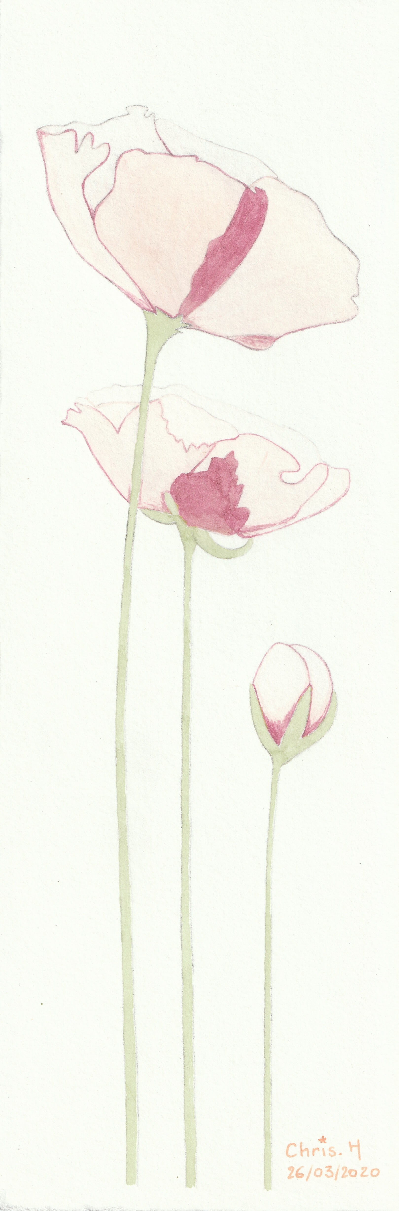 Coquelicots | christophe-henry