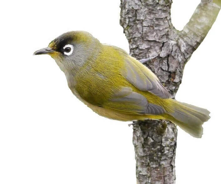 L'Infothérapie | FFSEG - Fédération Française de Synergie Énérgétique Gundhra