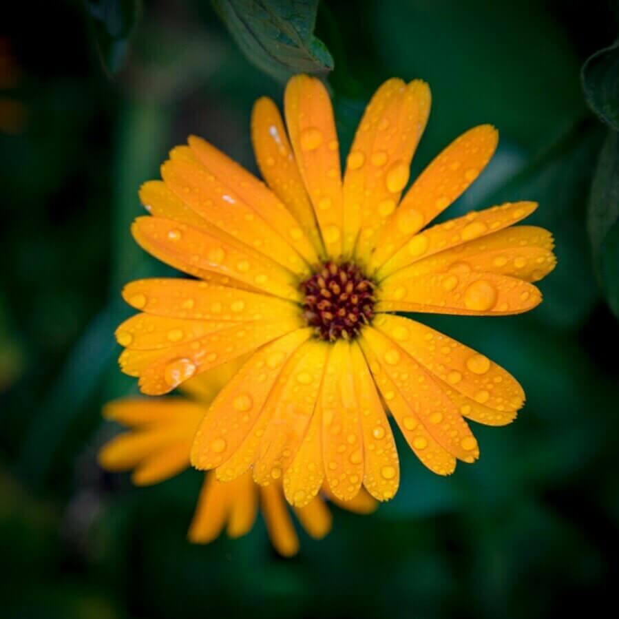 Souci | Melisse et Camomille