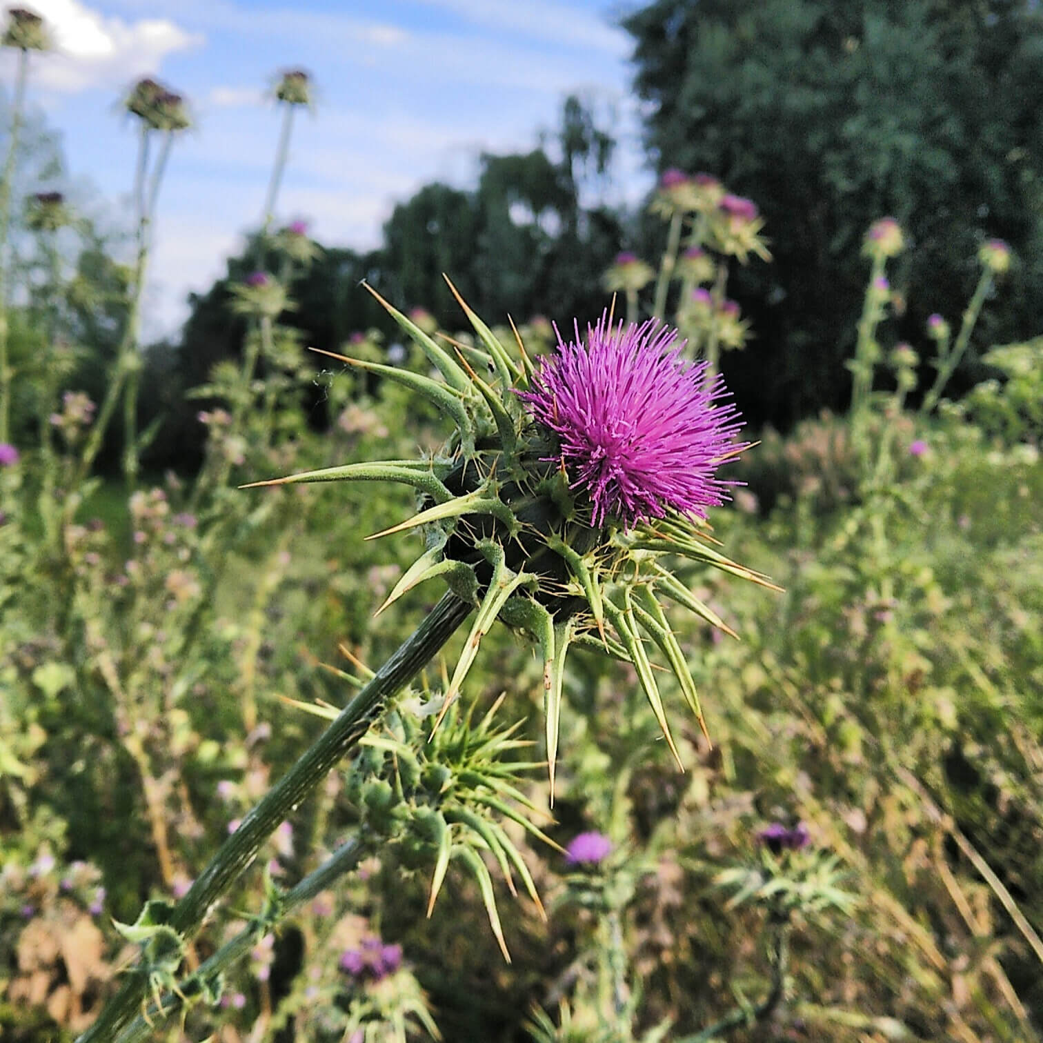 Chardon-Marie | Melisse et Camomille